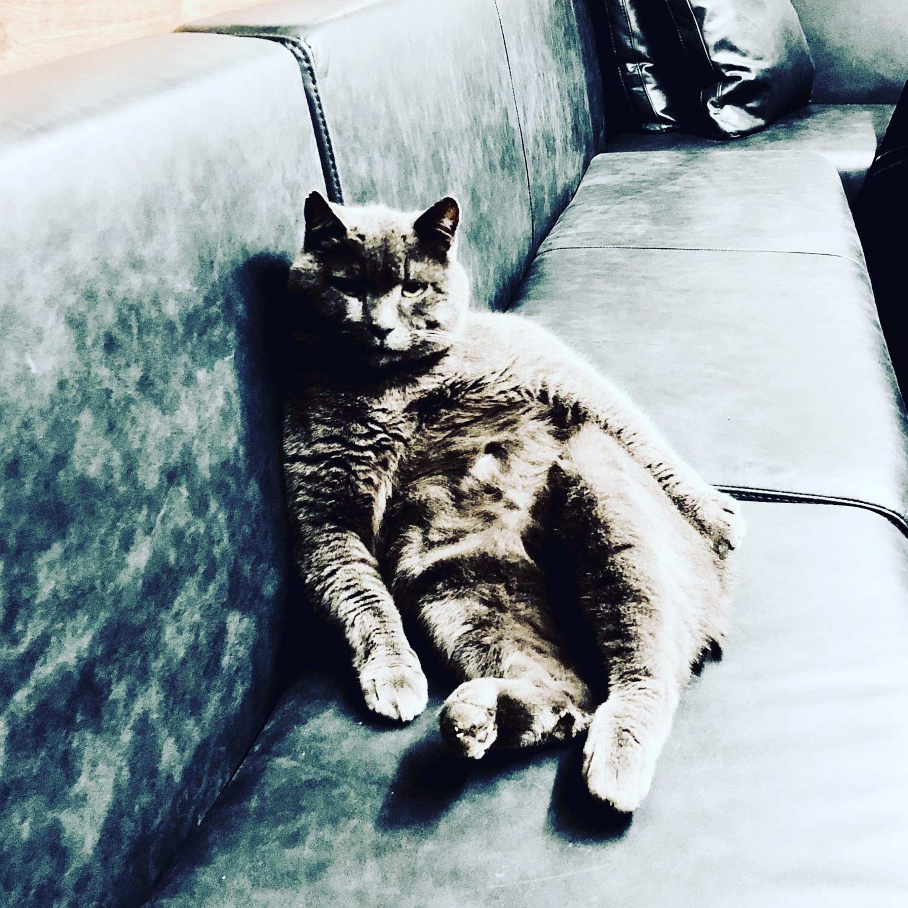 Pippo's Little Resort photo 5