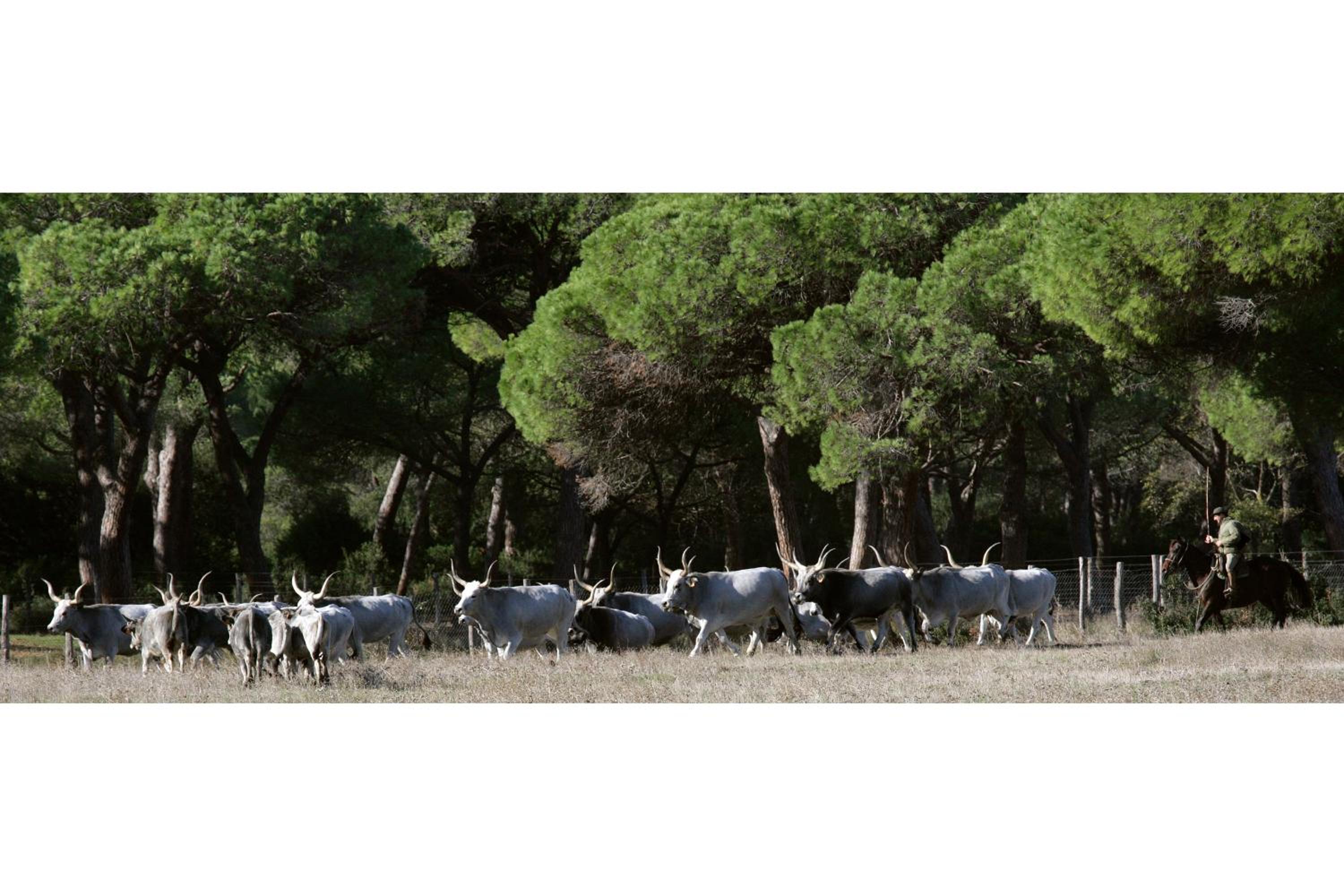Country Resort Le Due Ruote