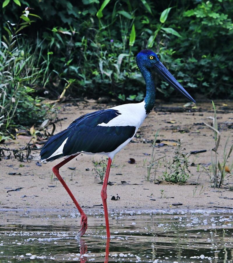 Egrets Rest