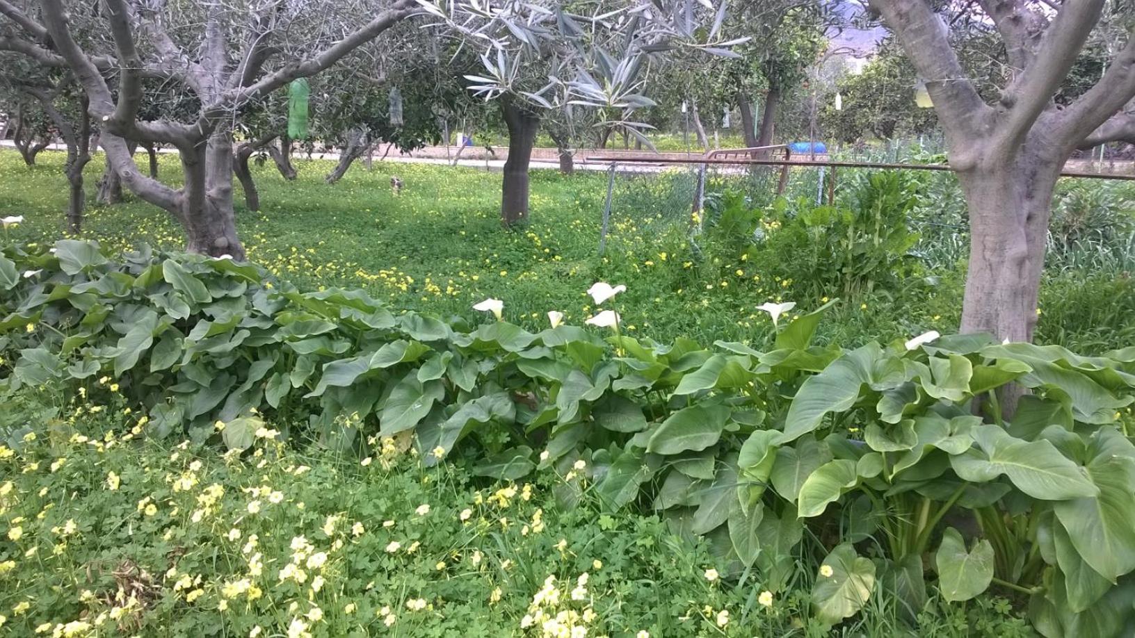 Photo 8