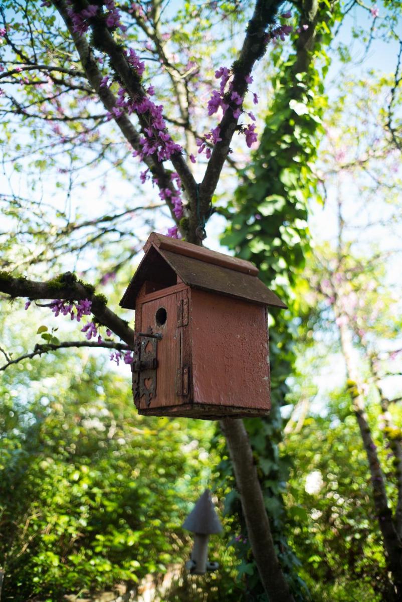 Absolut Oiseaux en Parisot