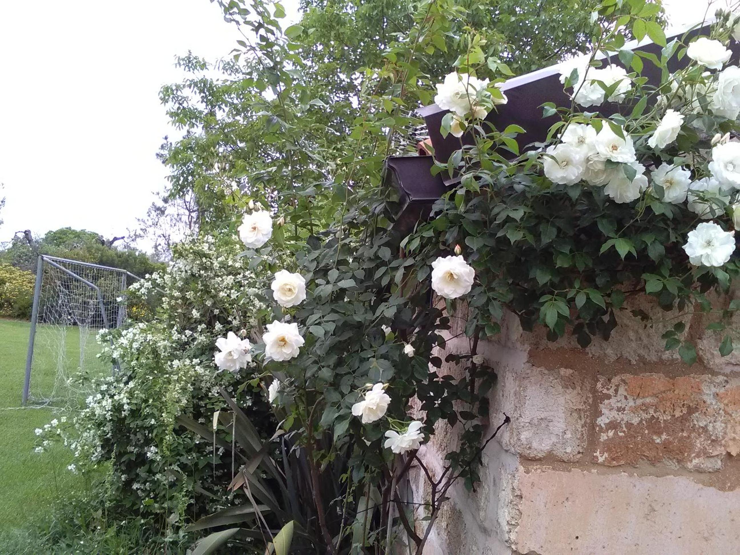 Photo 37