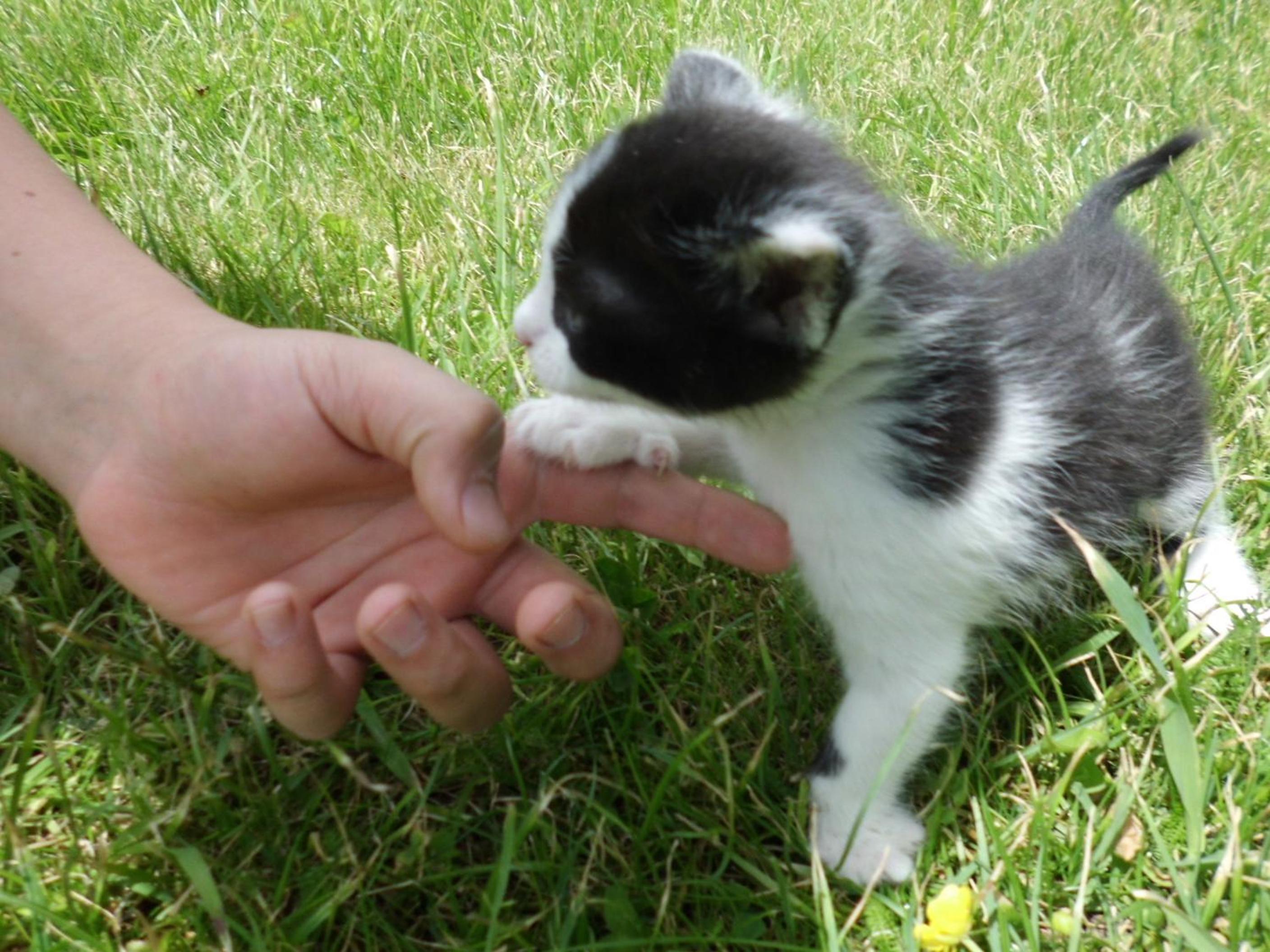 Photo 41