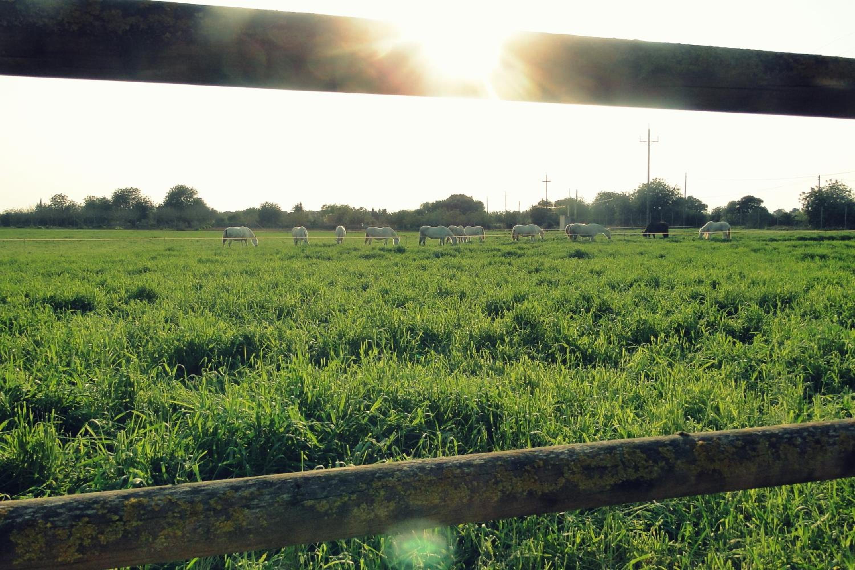 Finca Agroturismo Son Menut