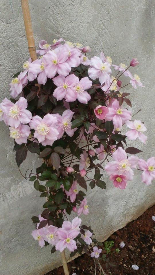 Photo 72