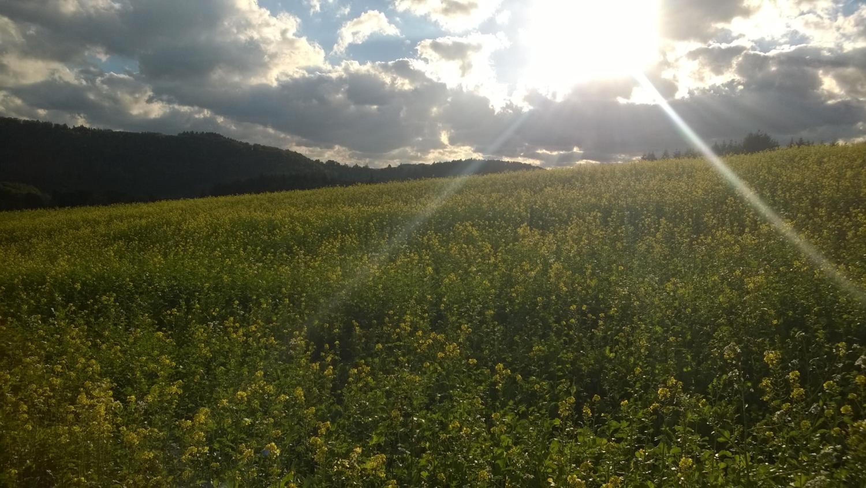 Blick in die Südeifel