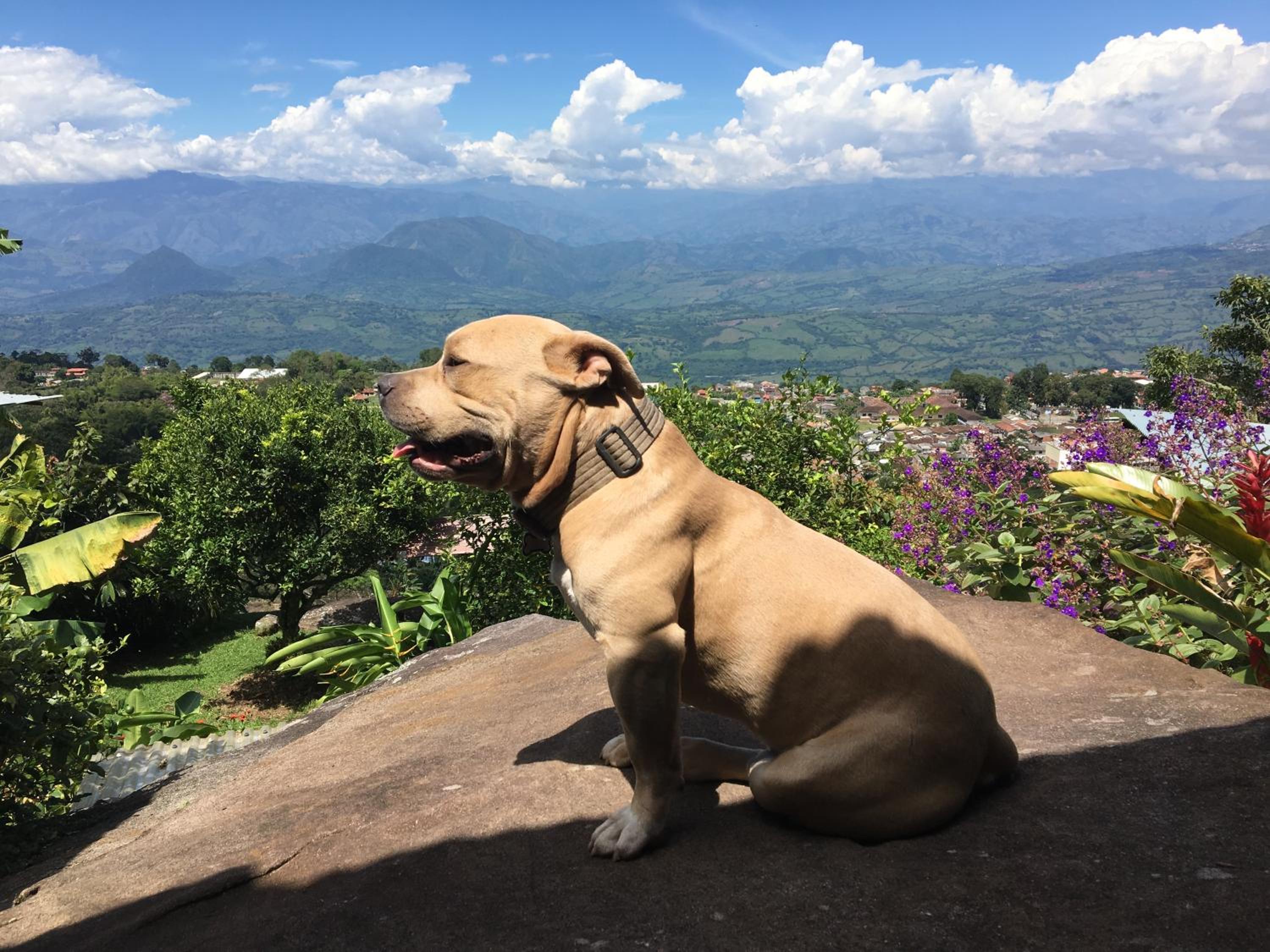 Monte Mágico