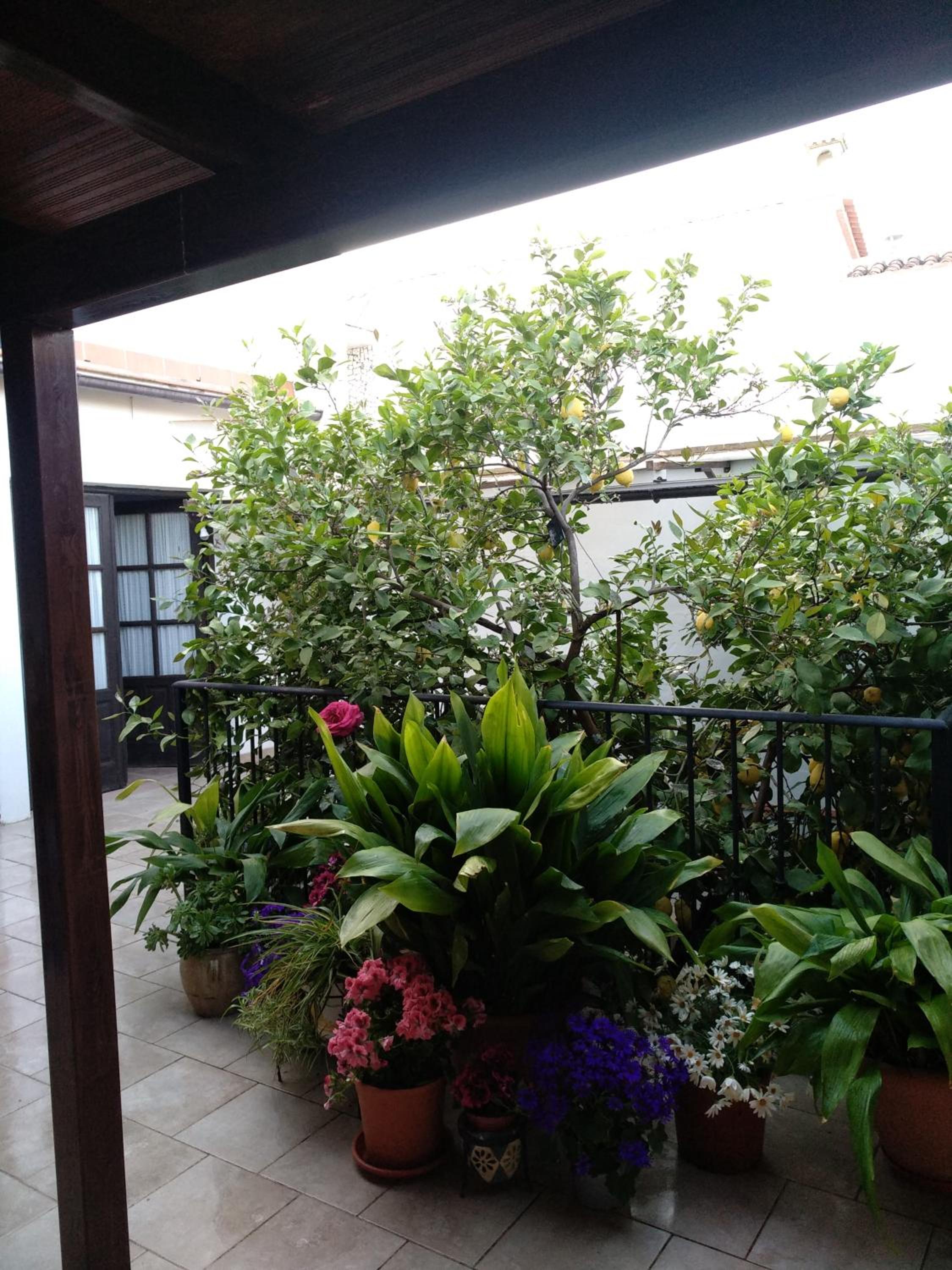 El Patio Andalu - Property Image 2