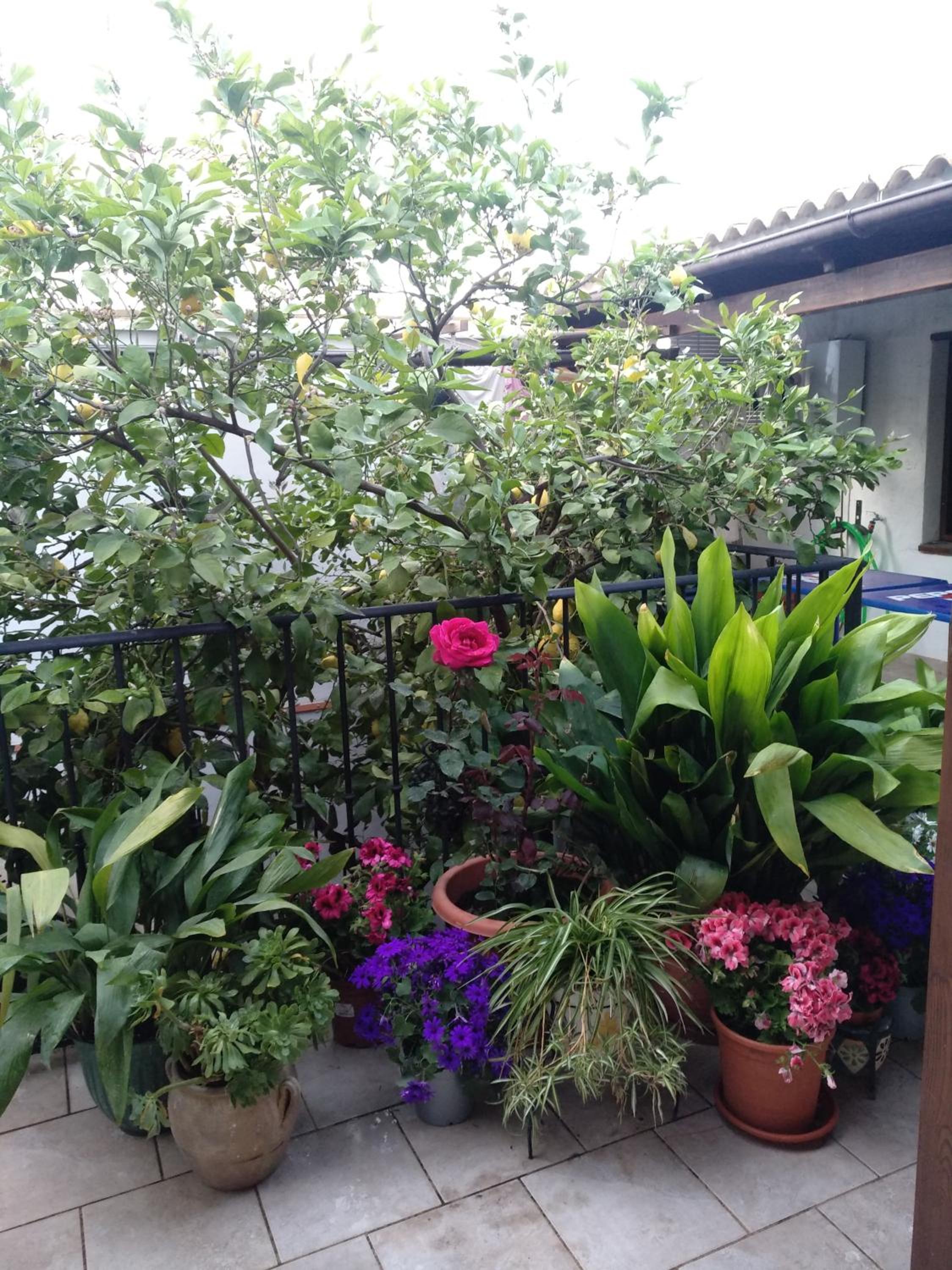 El Patio Andalu - Property Image 18