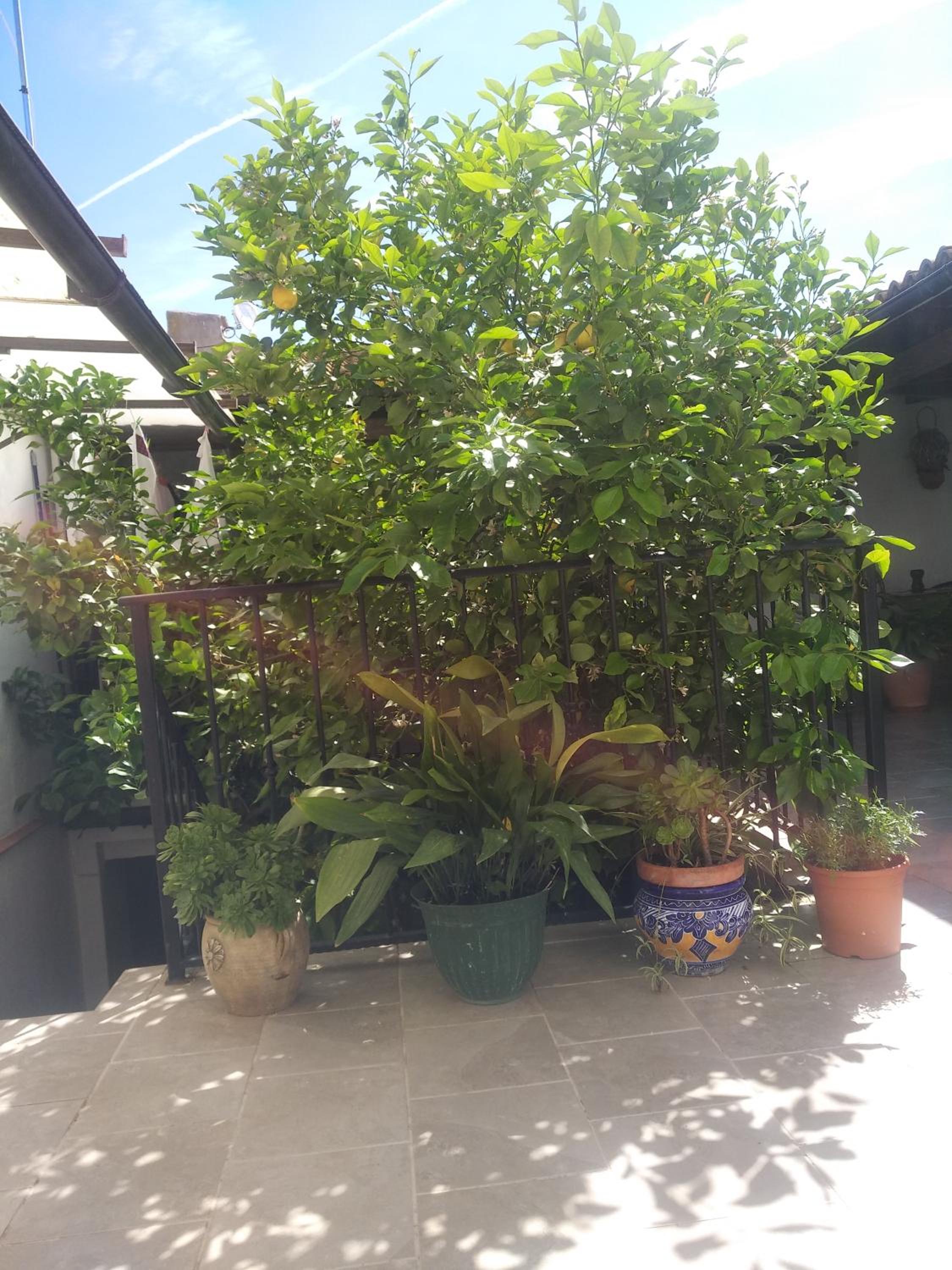 El Patio Andalu - Property Image 24