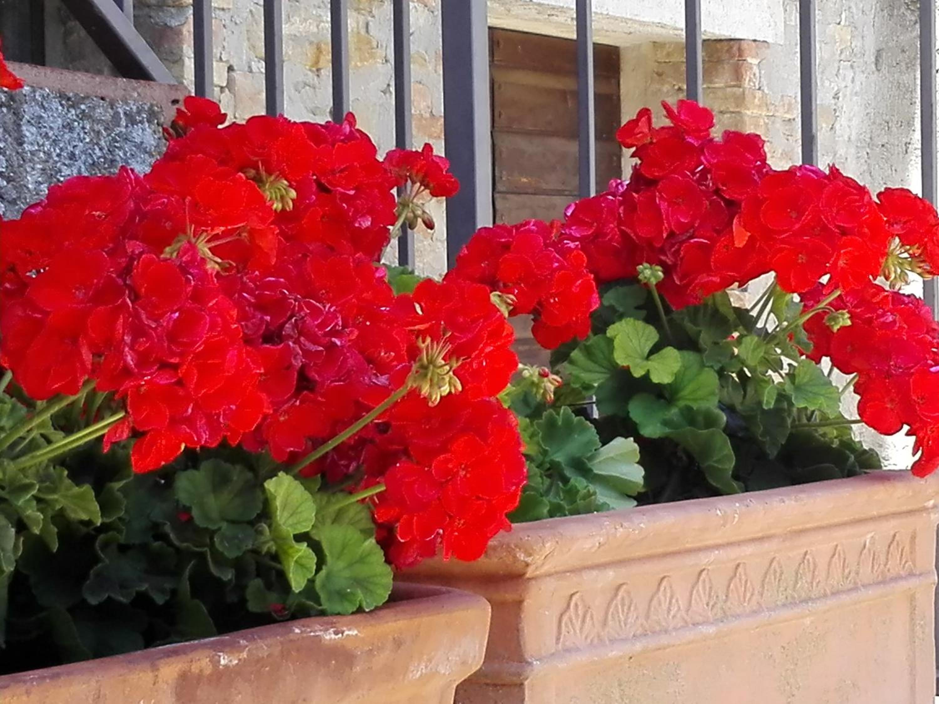 Fattoria di Rigone