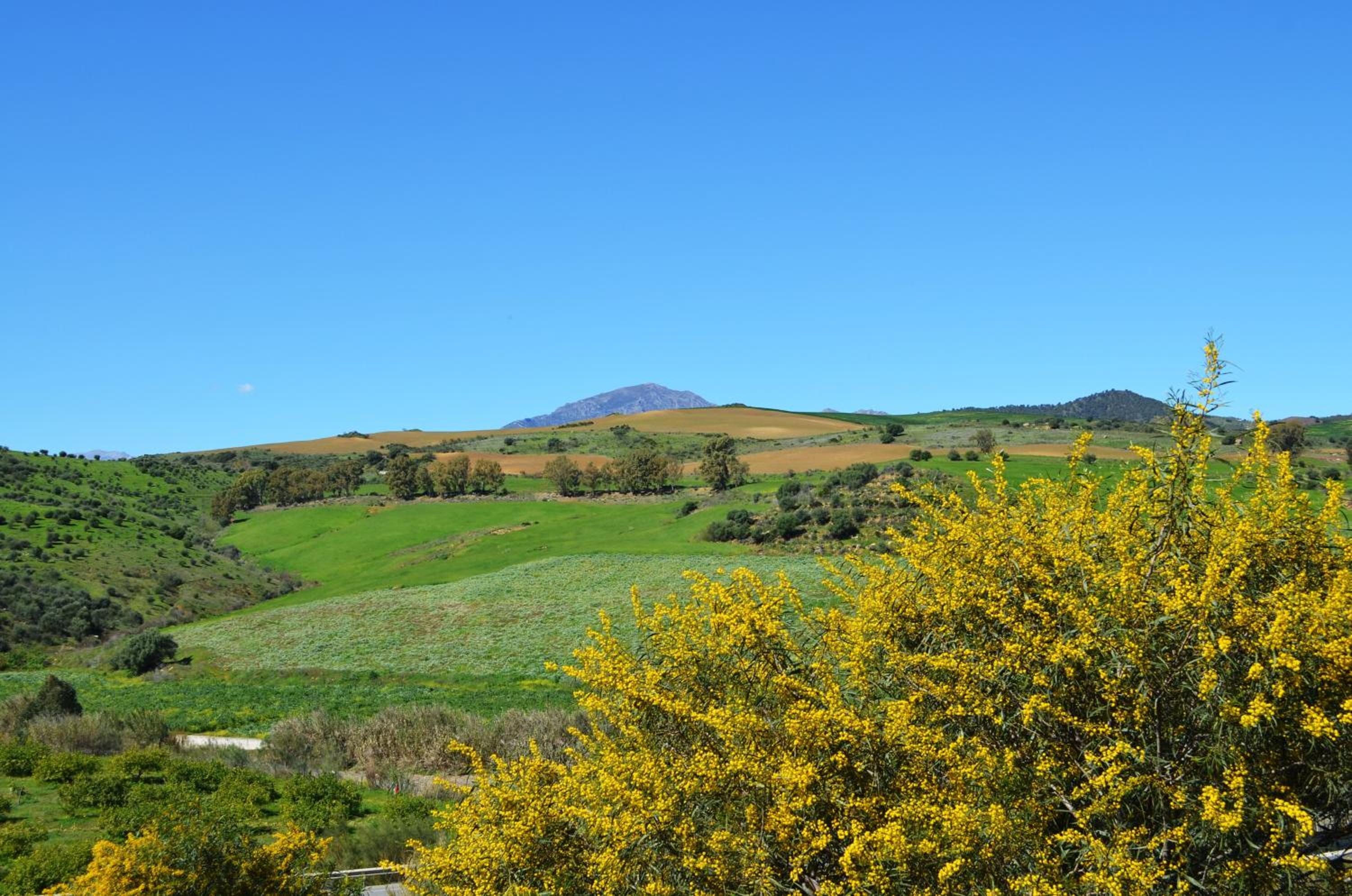 Casa de las Cañas by Rosas Cantares photo 3