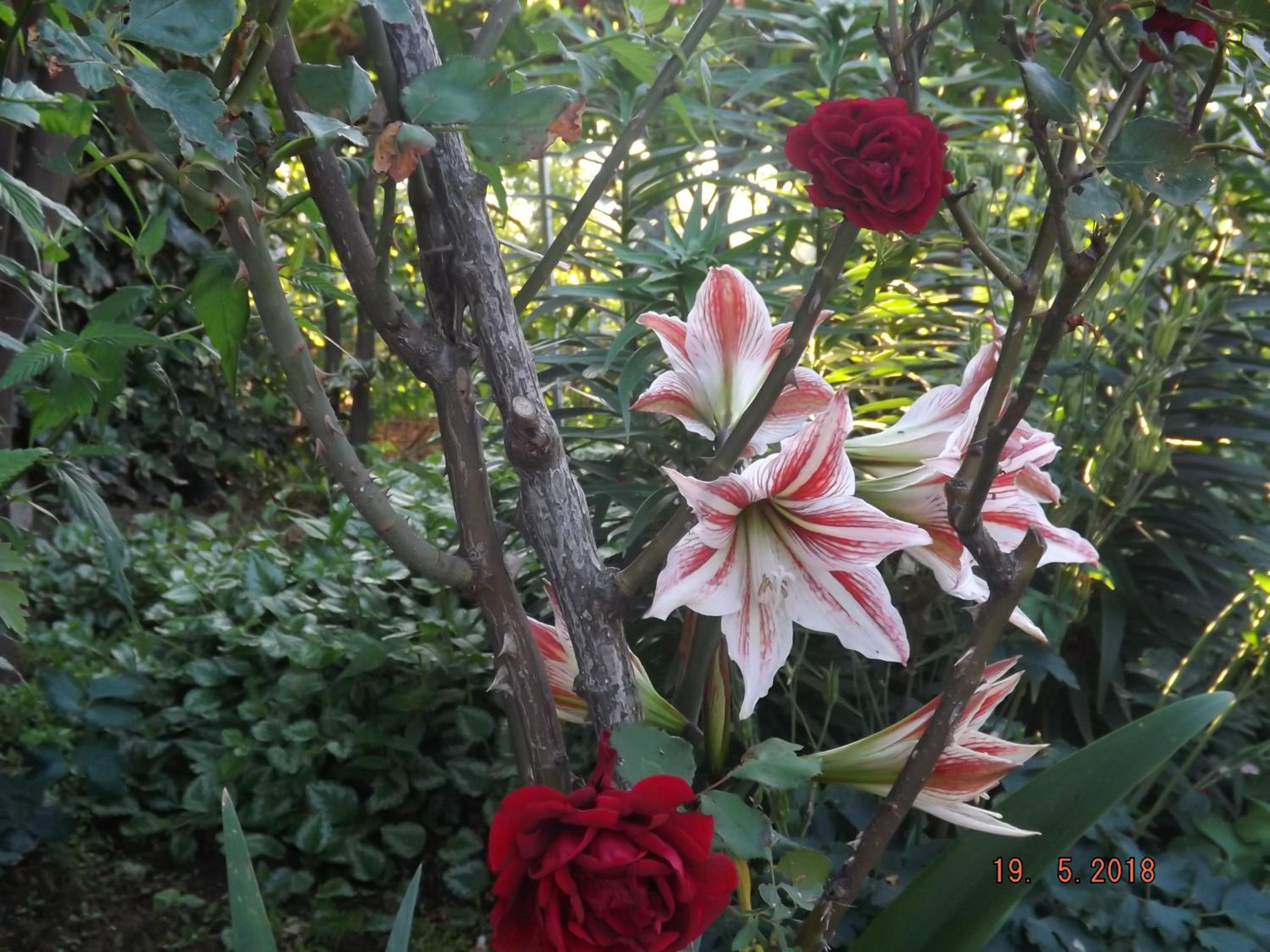 Photo 23