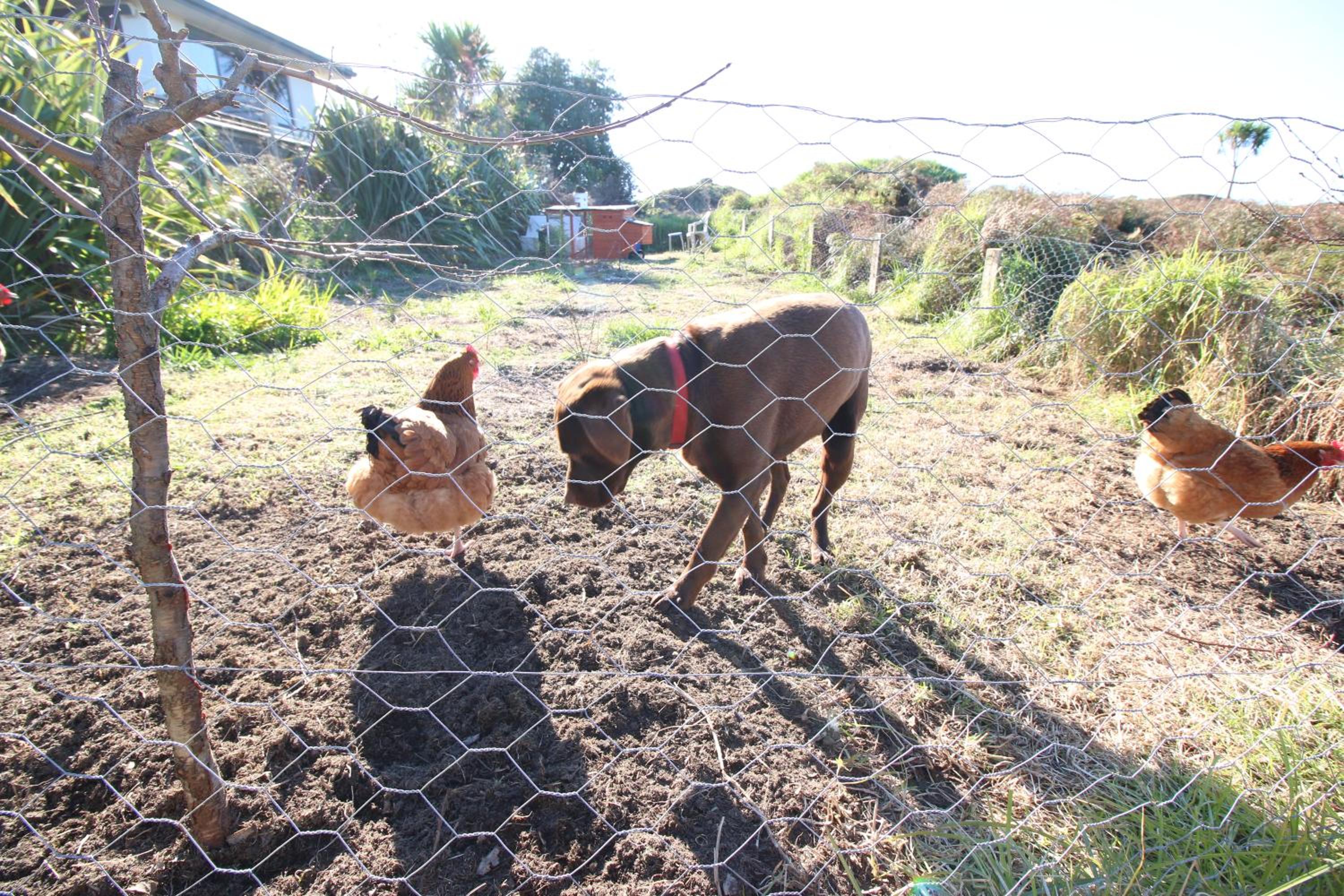 The Red Hen And Dog view 2