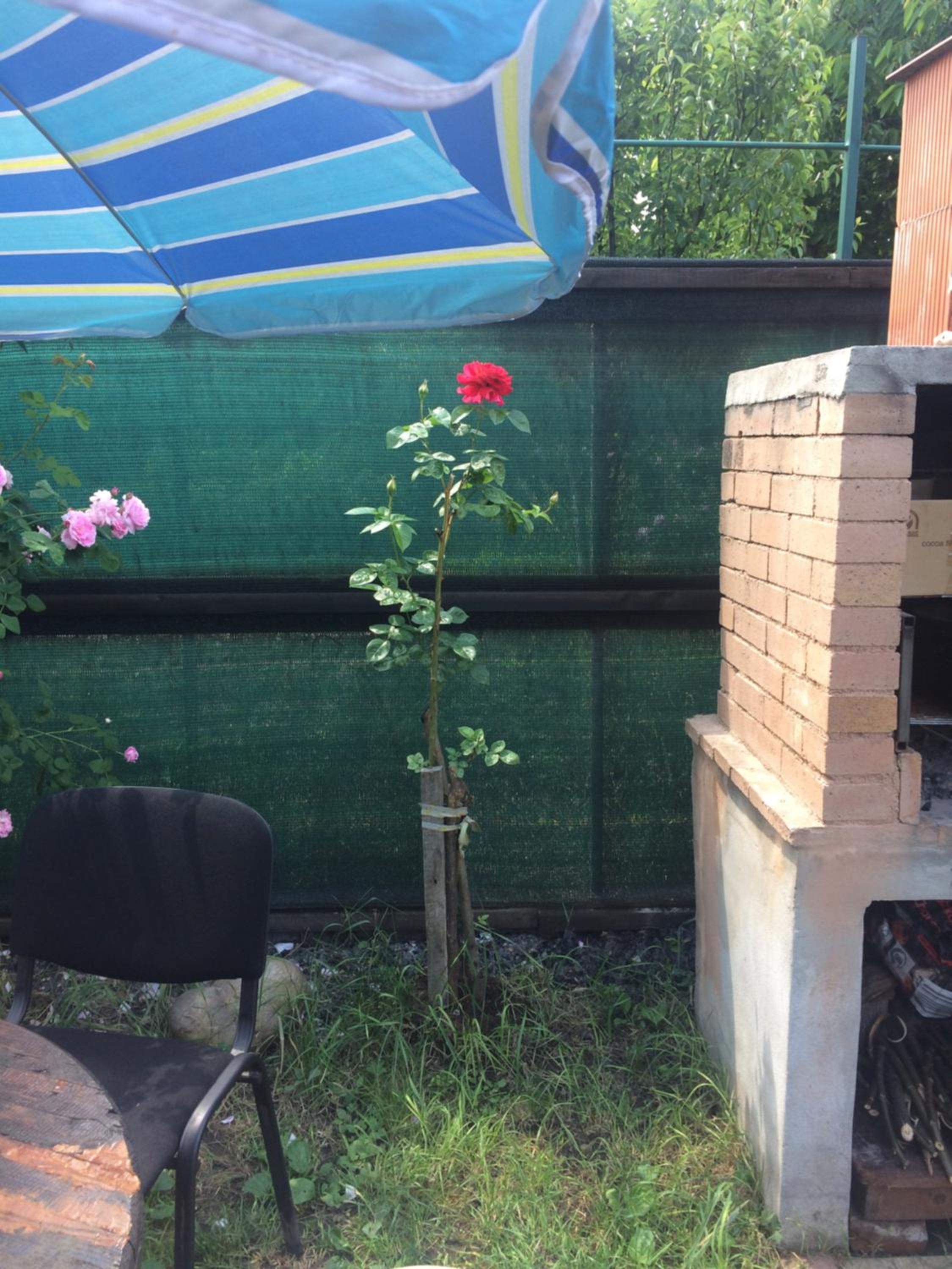Photo 43