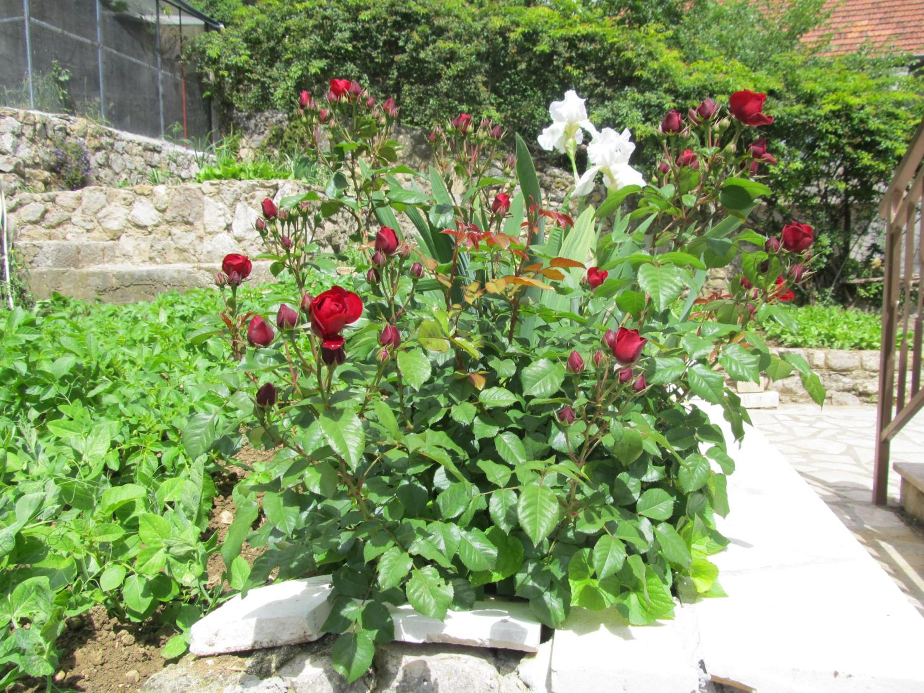 Photo 35