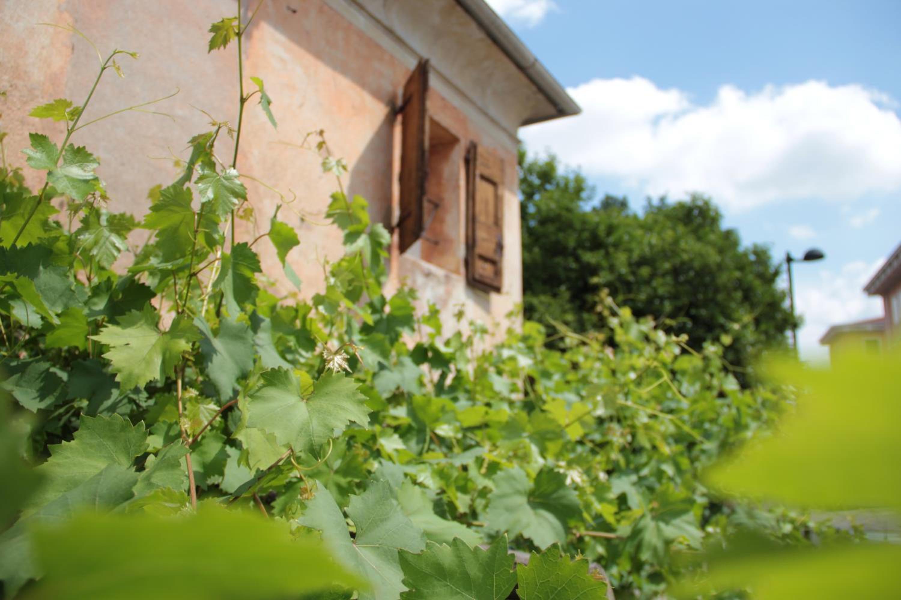 Alla vigna