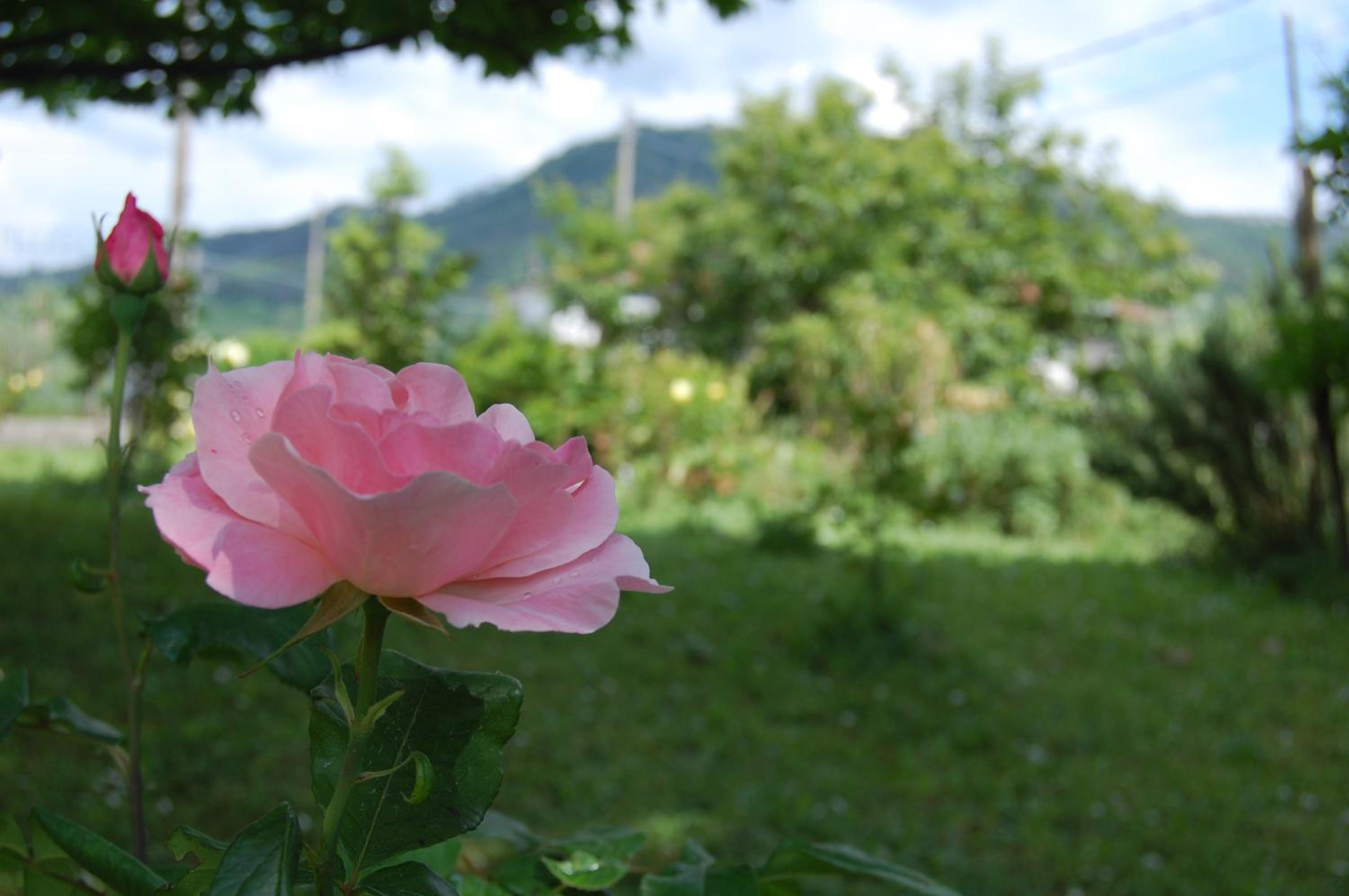 Photo 40