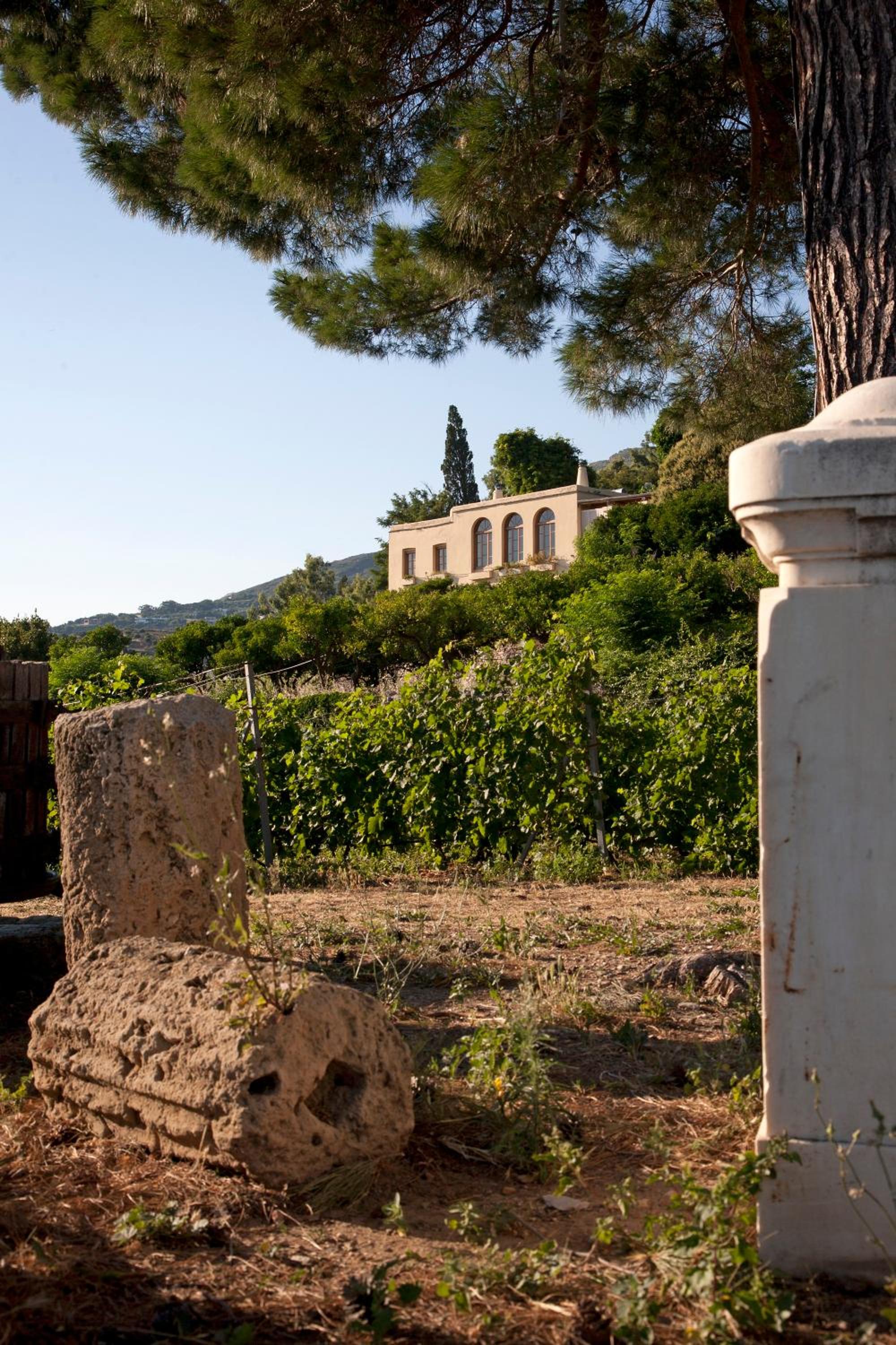 Montofoli Wine Estate view 5