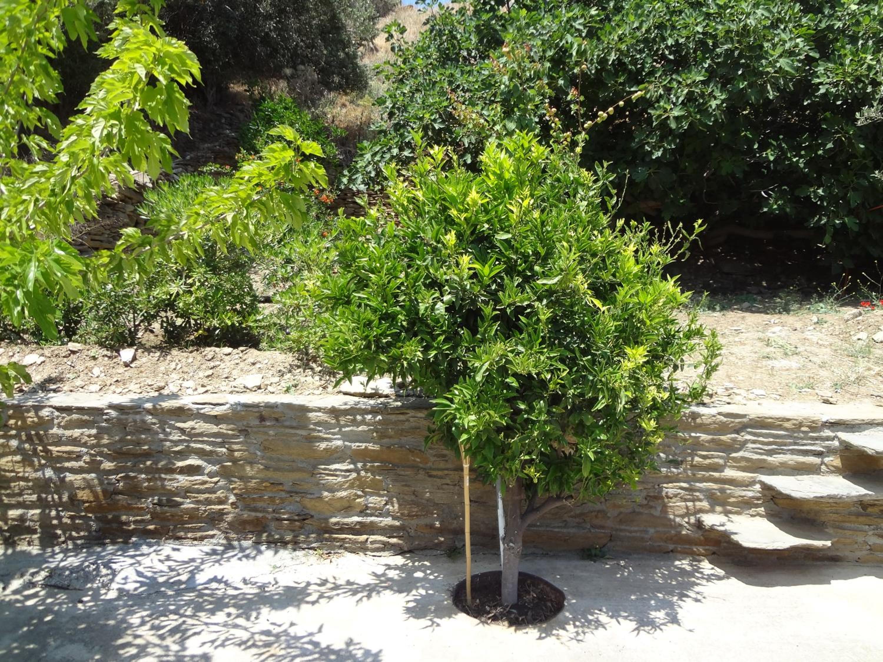 Photo 48