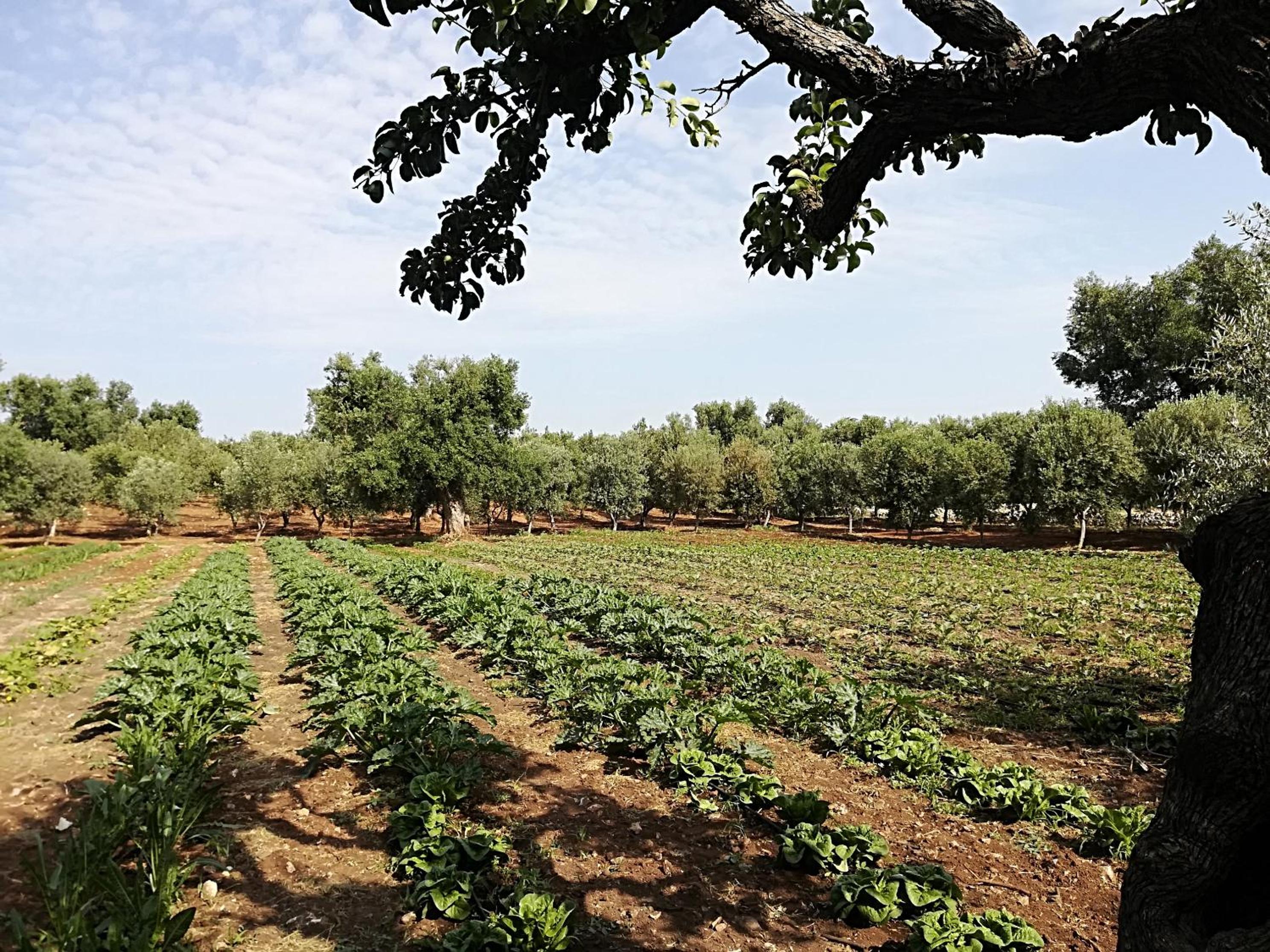 Masseria Don Sante