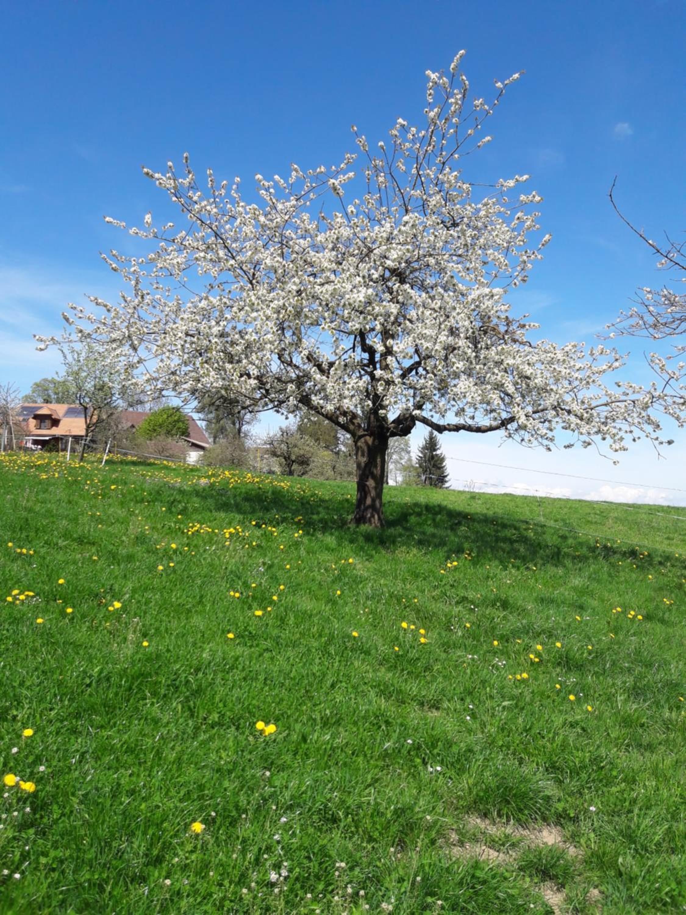 Bühl 3