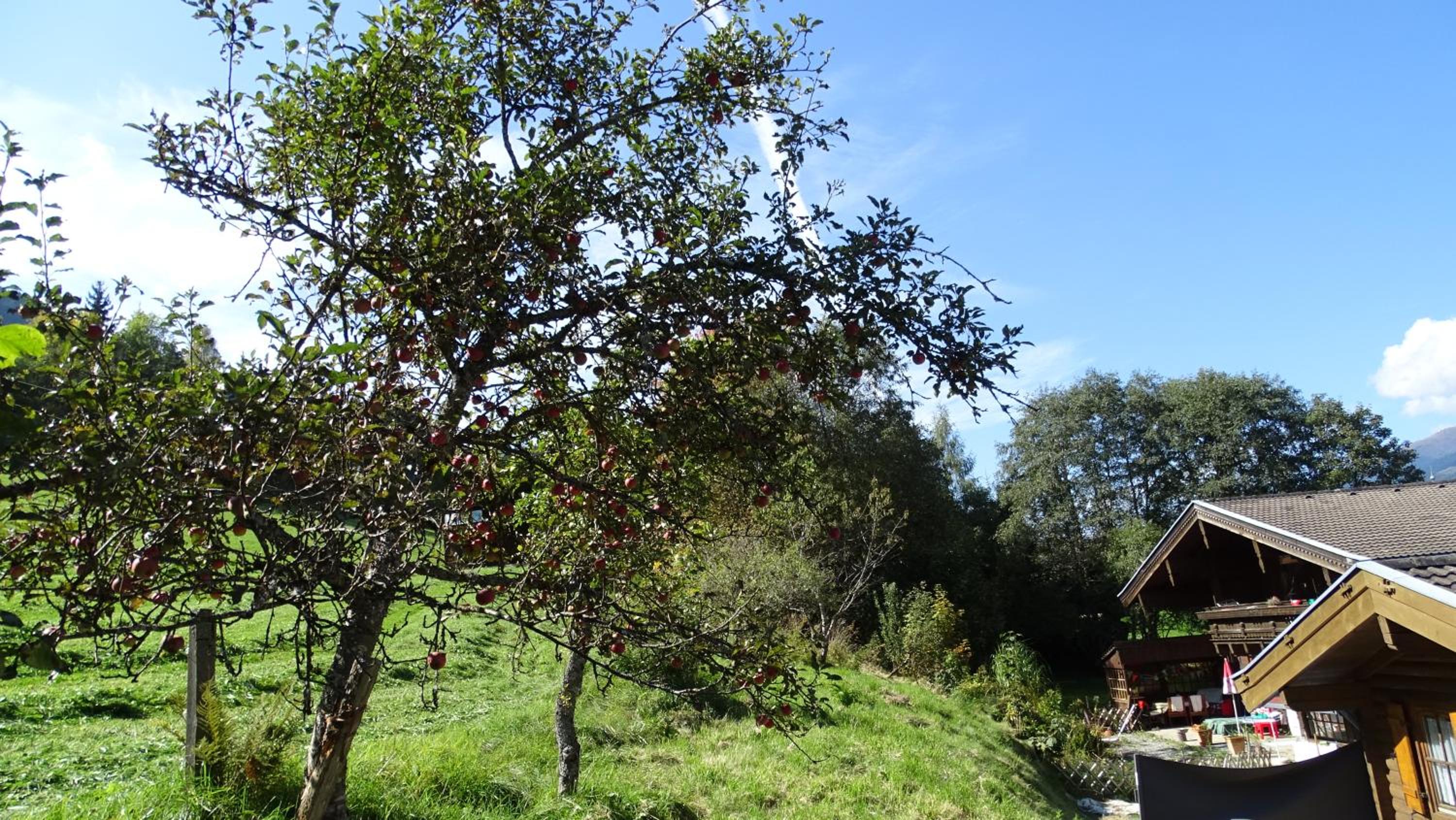 Photo 44