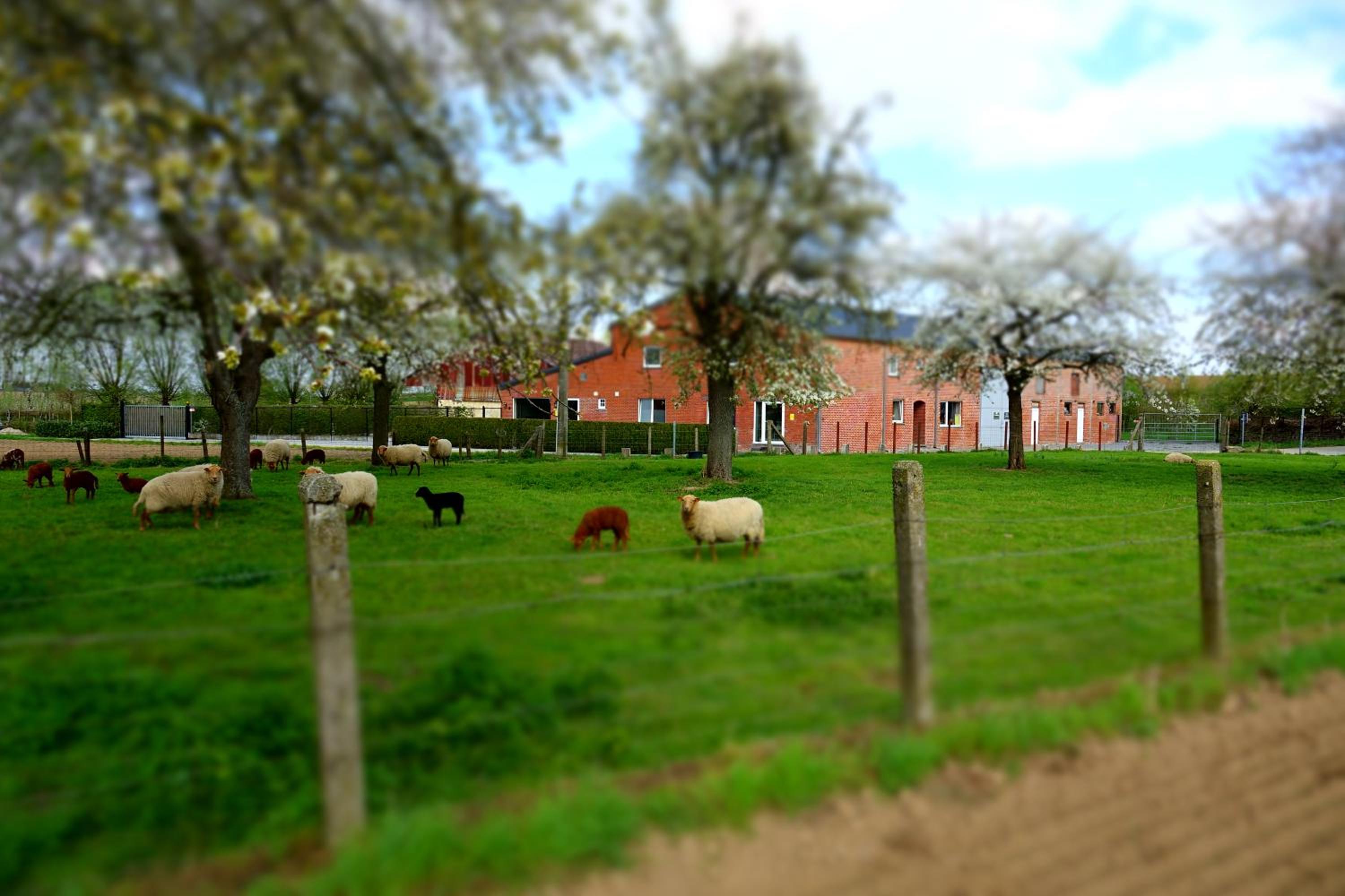 DE SMISHOEVE met kinderpret, dieren en wellness