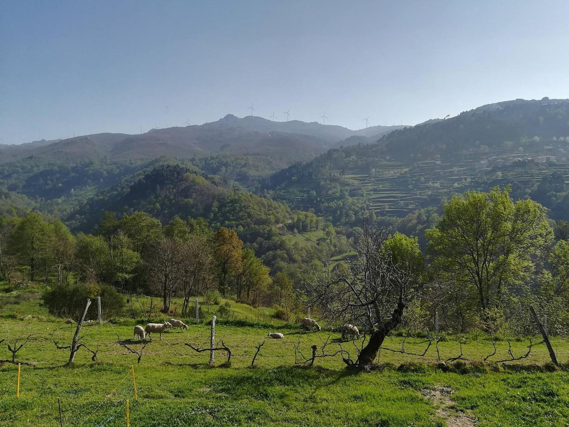 Quinta do Sol - Soutelo view 5