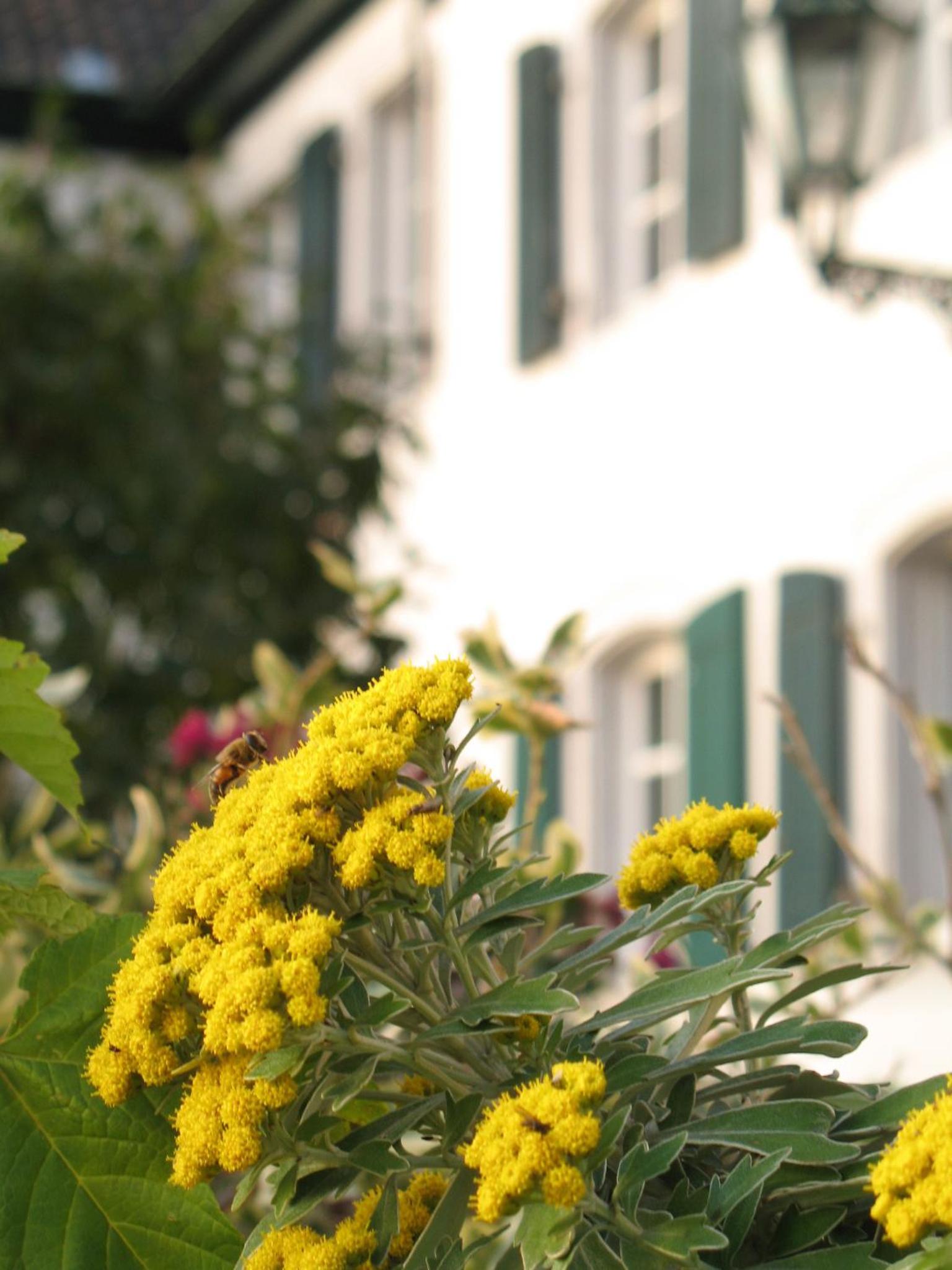 Rhein River Guesthouse - direkt am Rhein