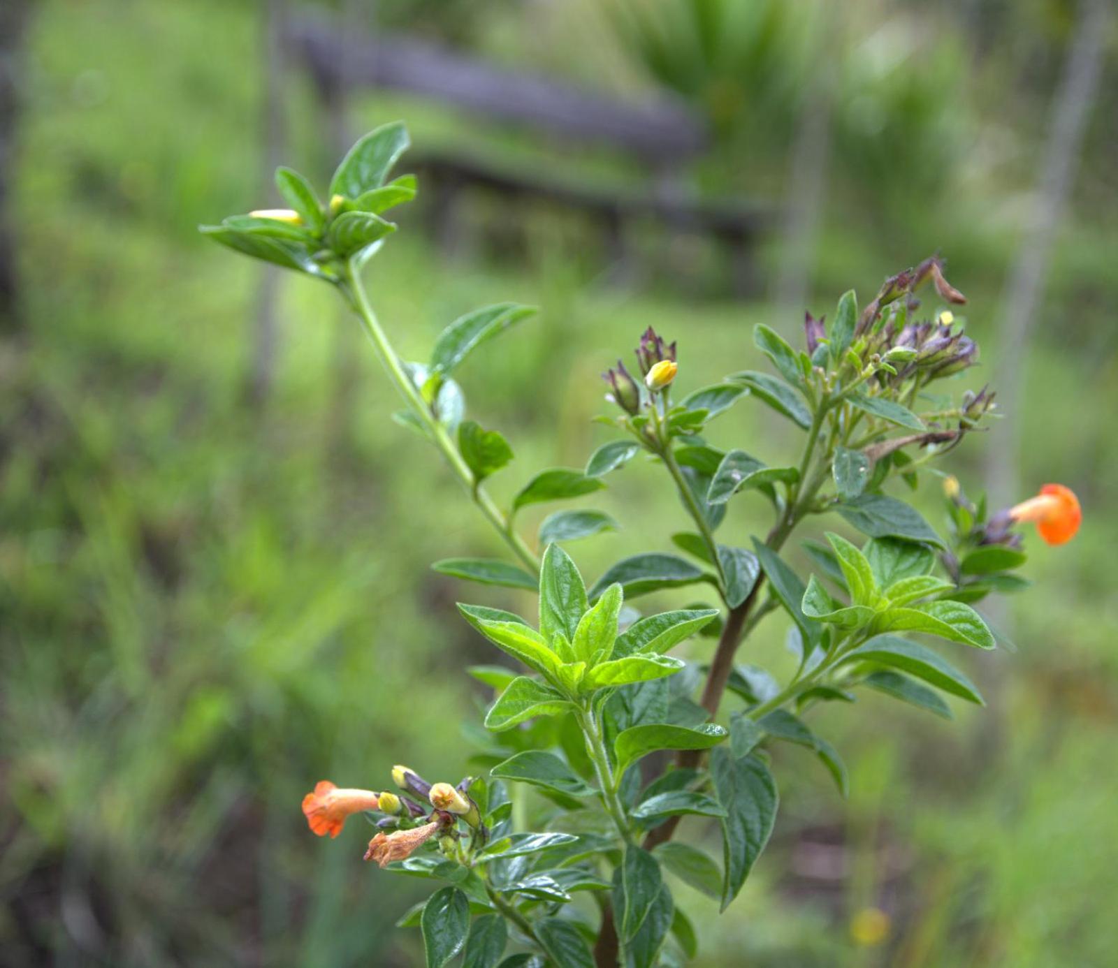 El Pedregal Sopó