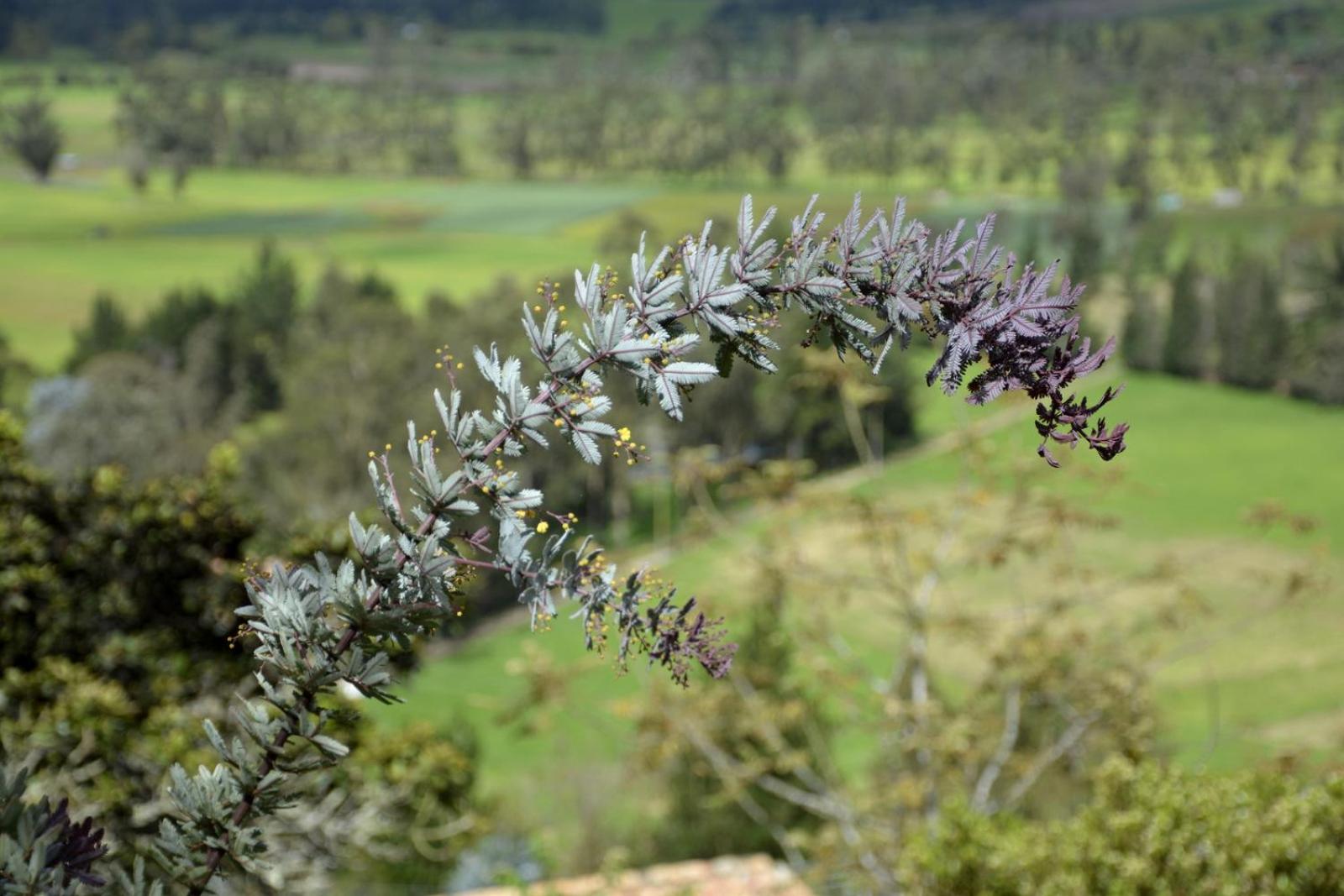 El Pedregal Sopó
