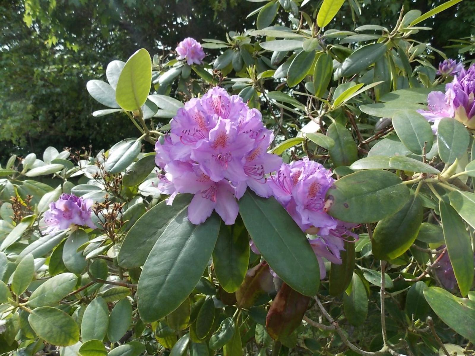 Photo 37