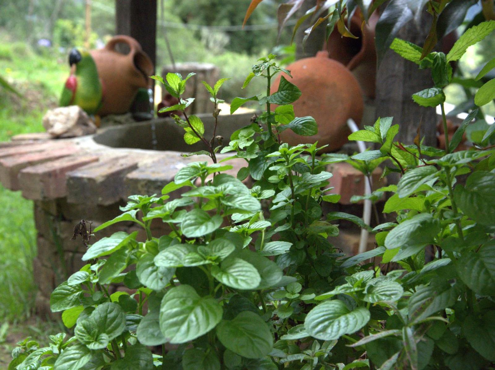 El Pedregal Sopó
