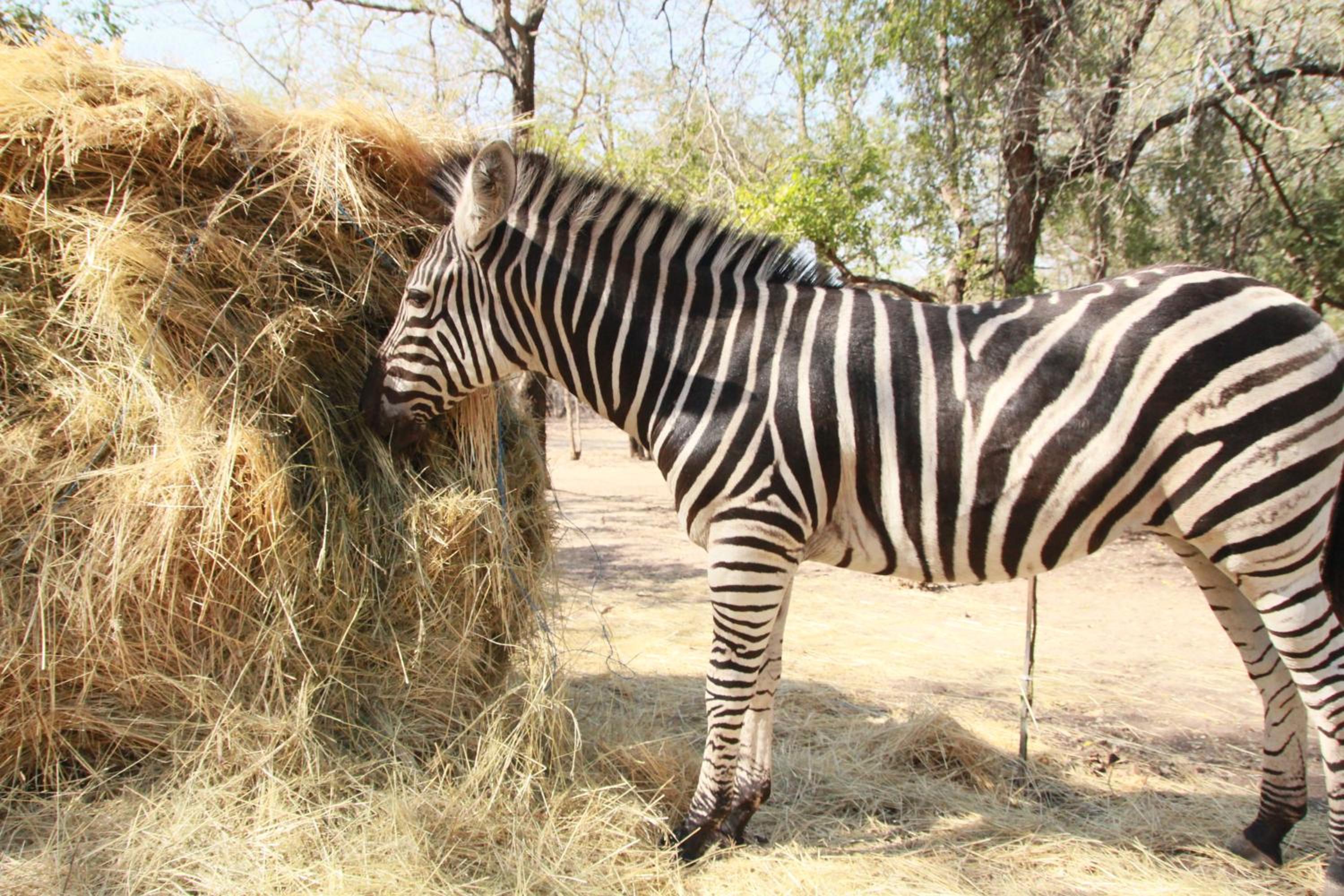 InniBos Marloth Park