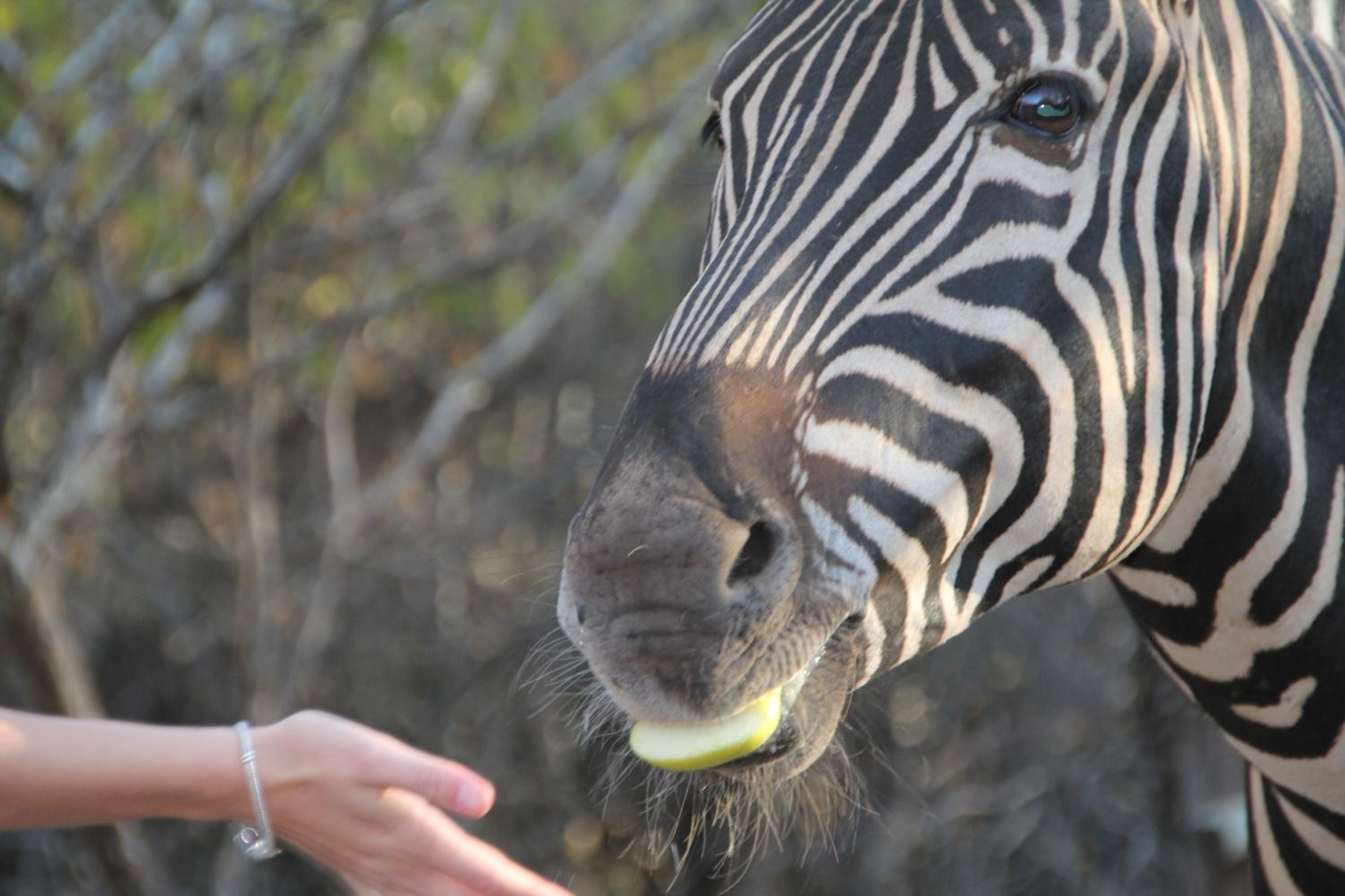 InniBos Marloth Park