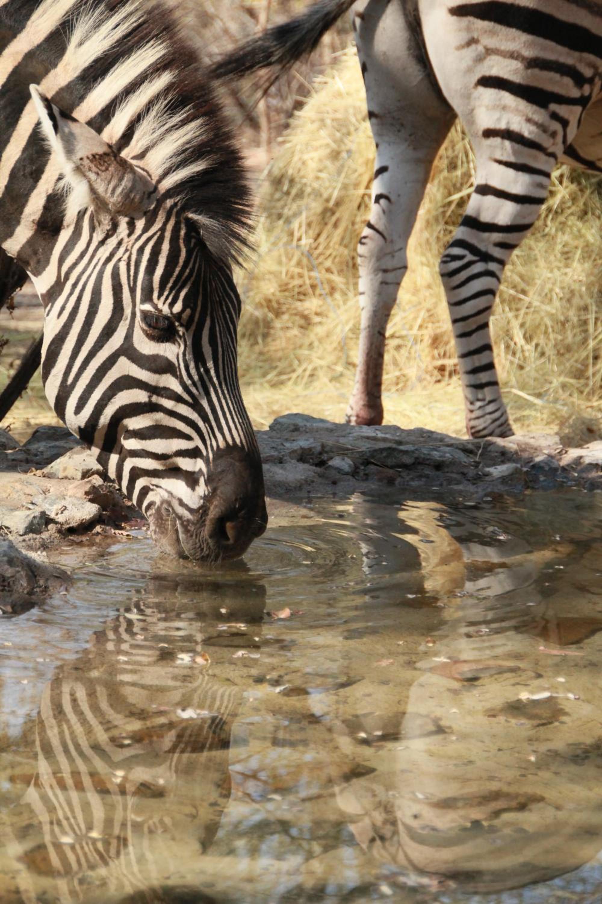 InniBos Marloth Park