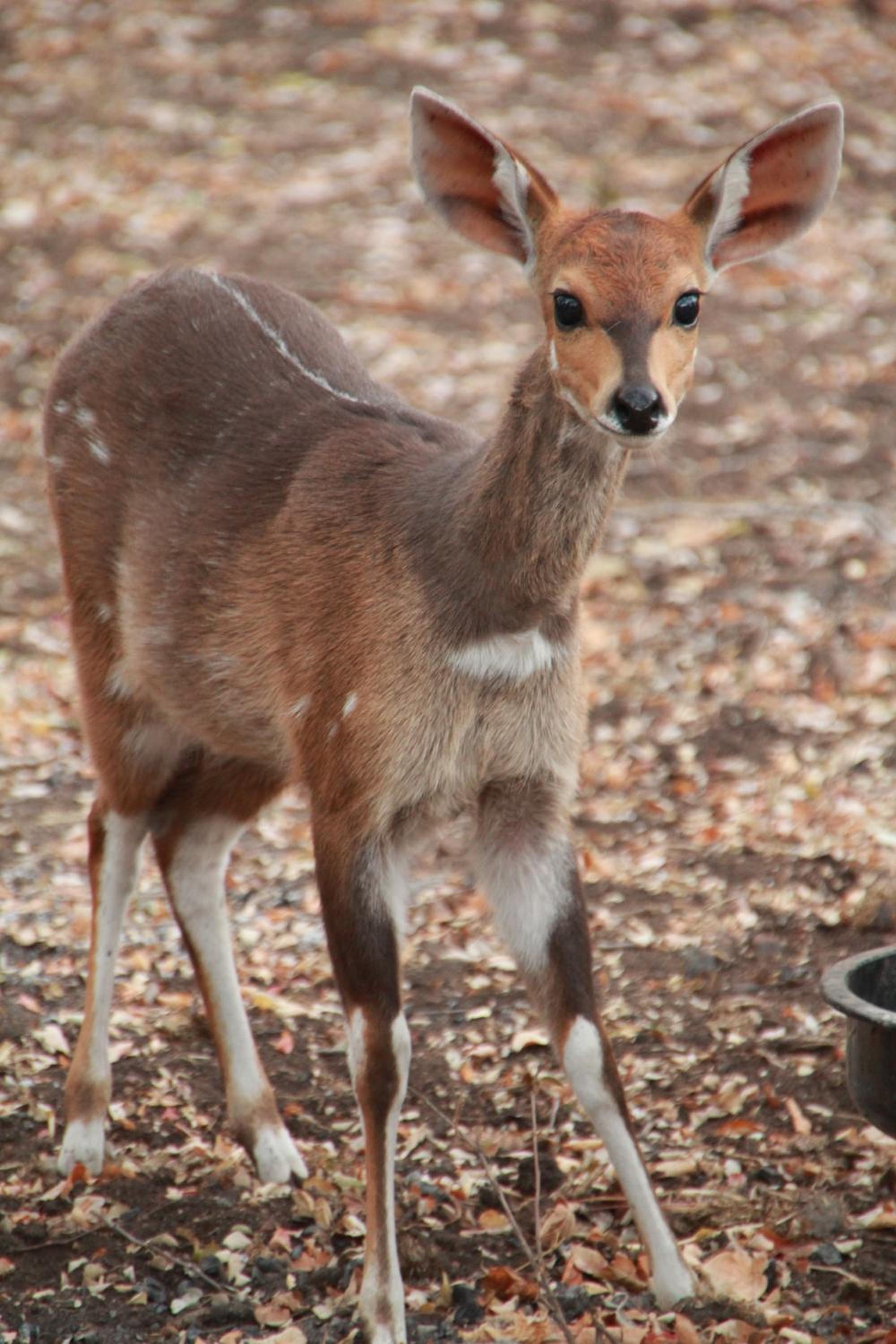 InniBos Marloth Park