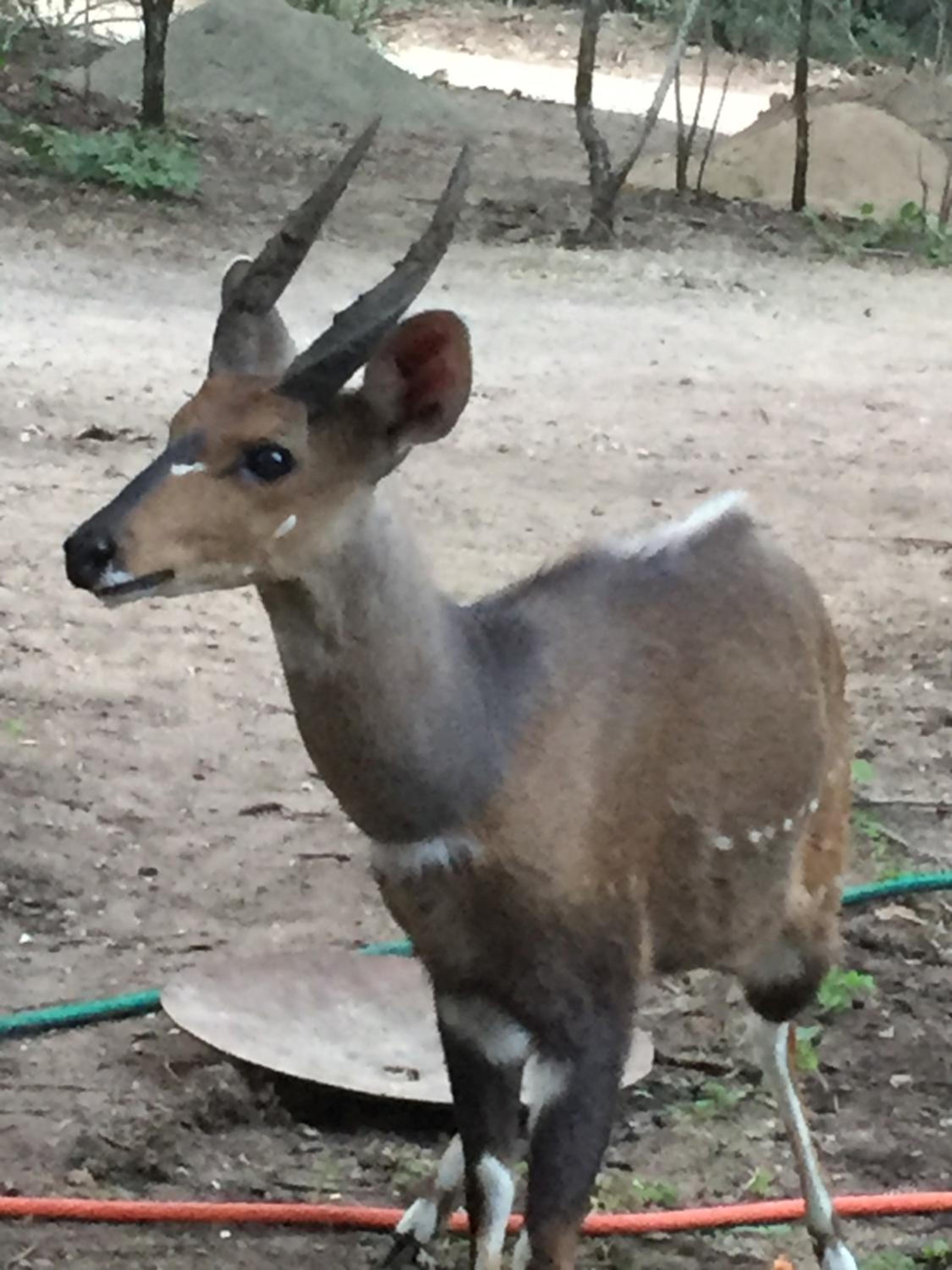 InniBos Marloth Park