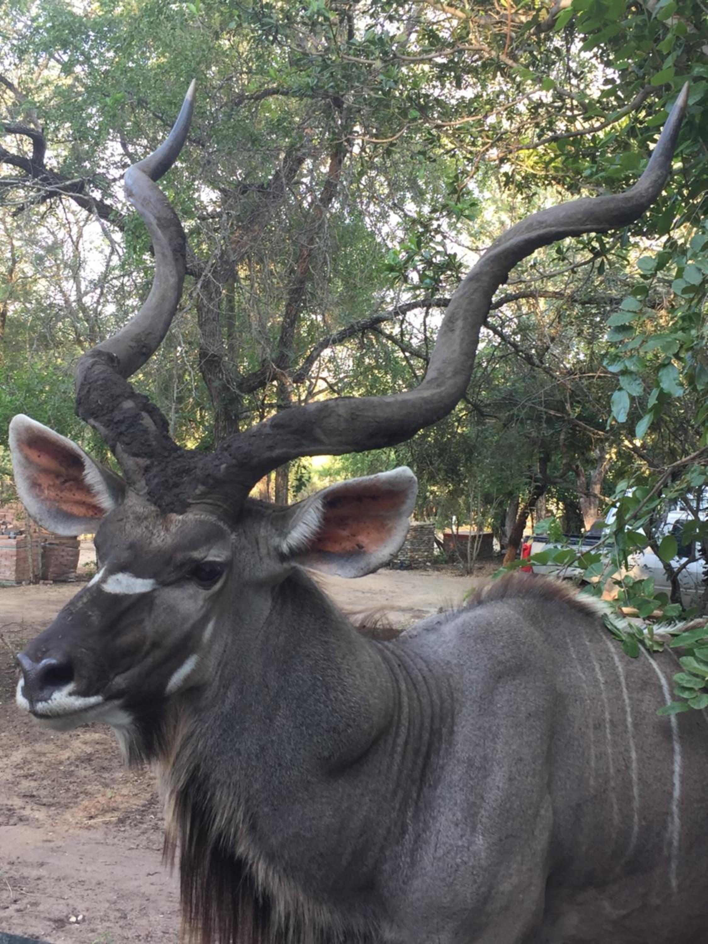 InniBos Marloth Park