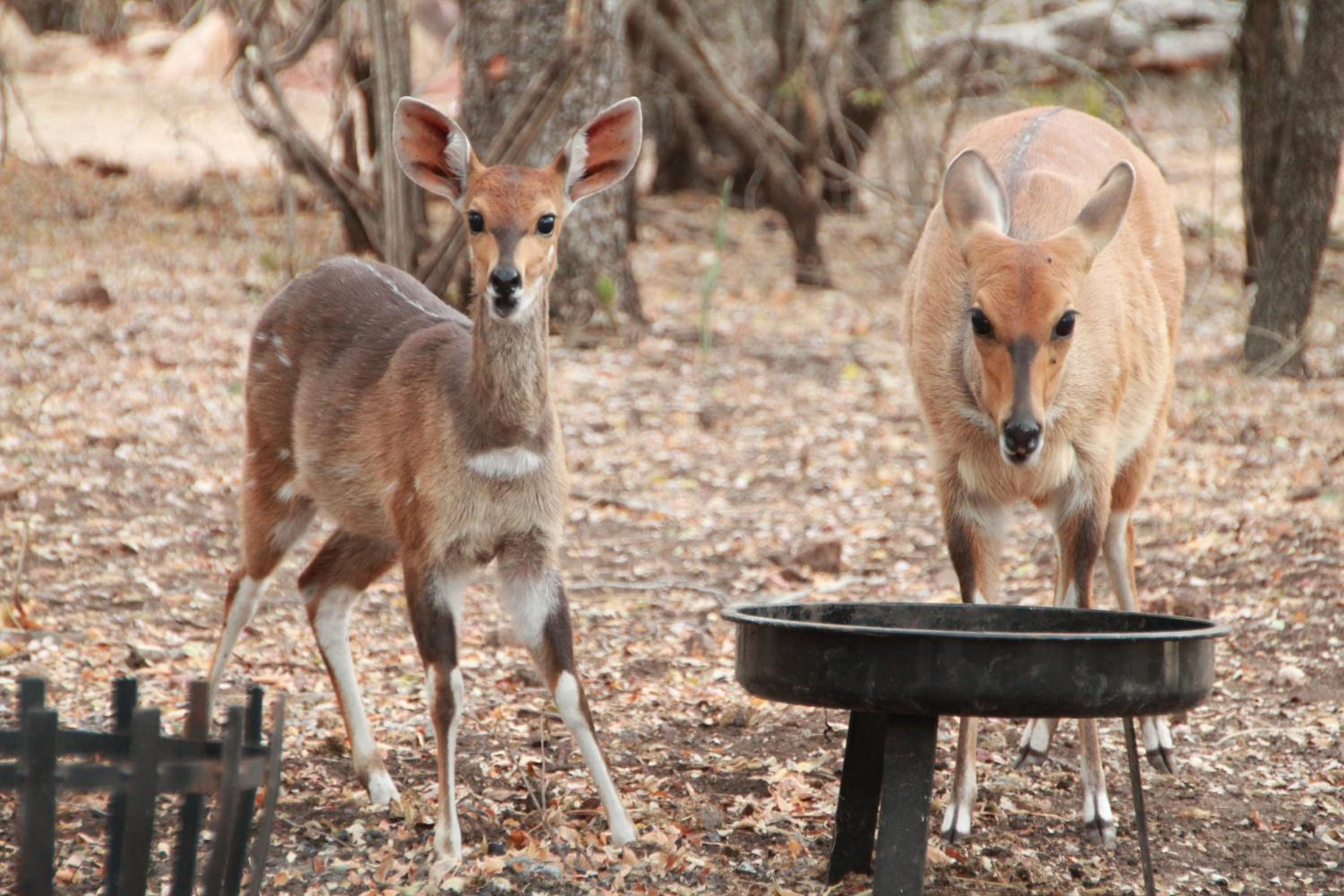 InniBos Marloth Park