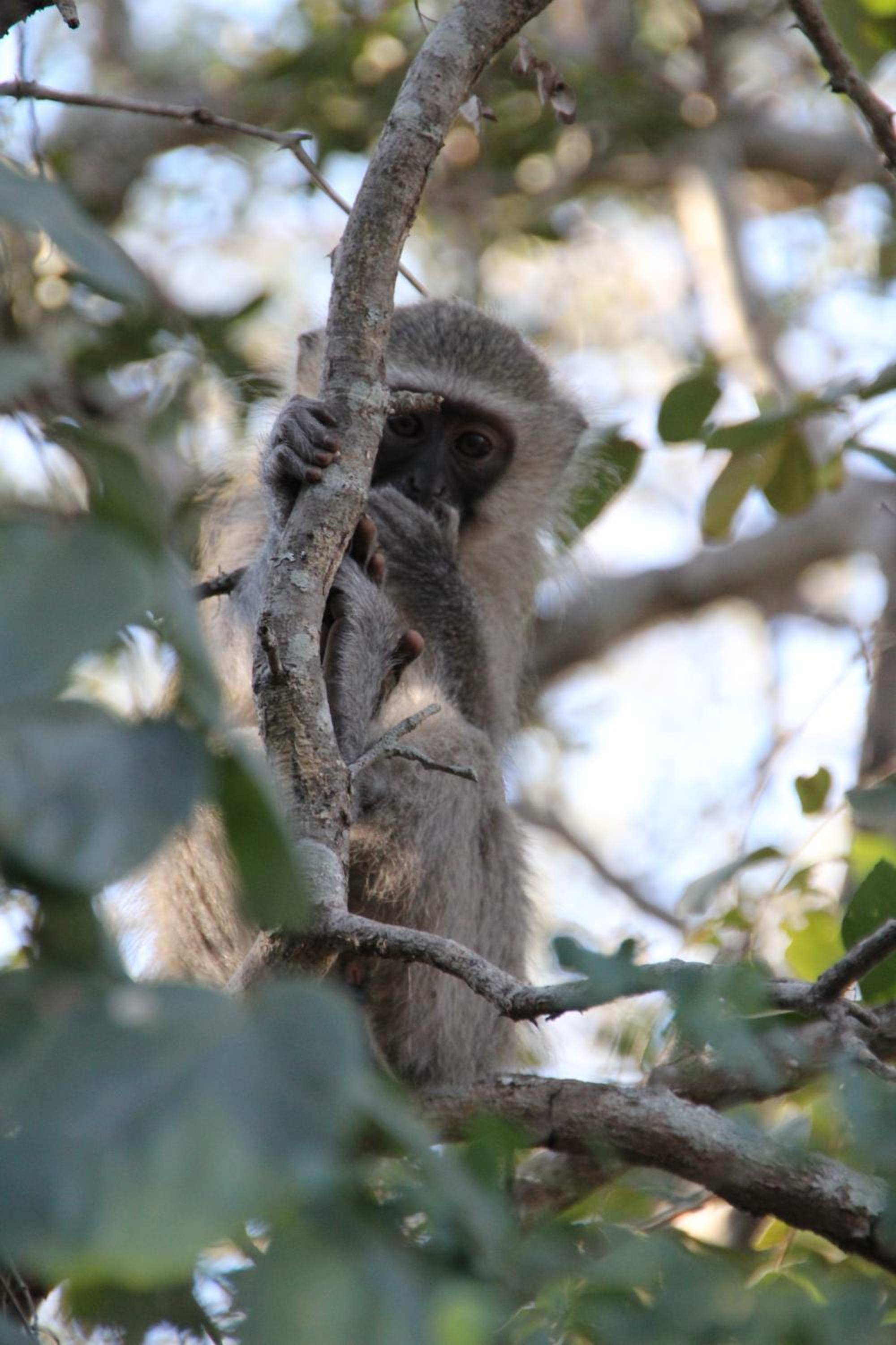 InniBos Marloth Park