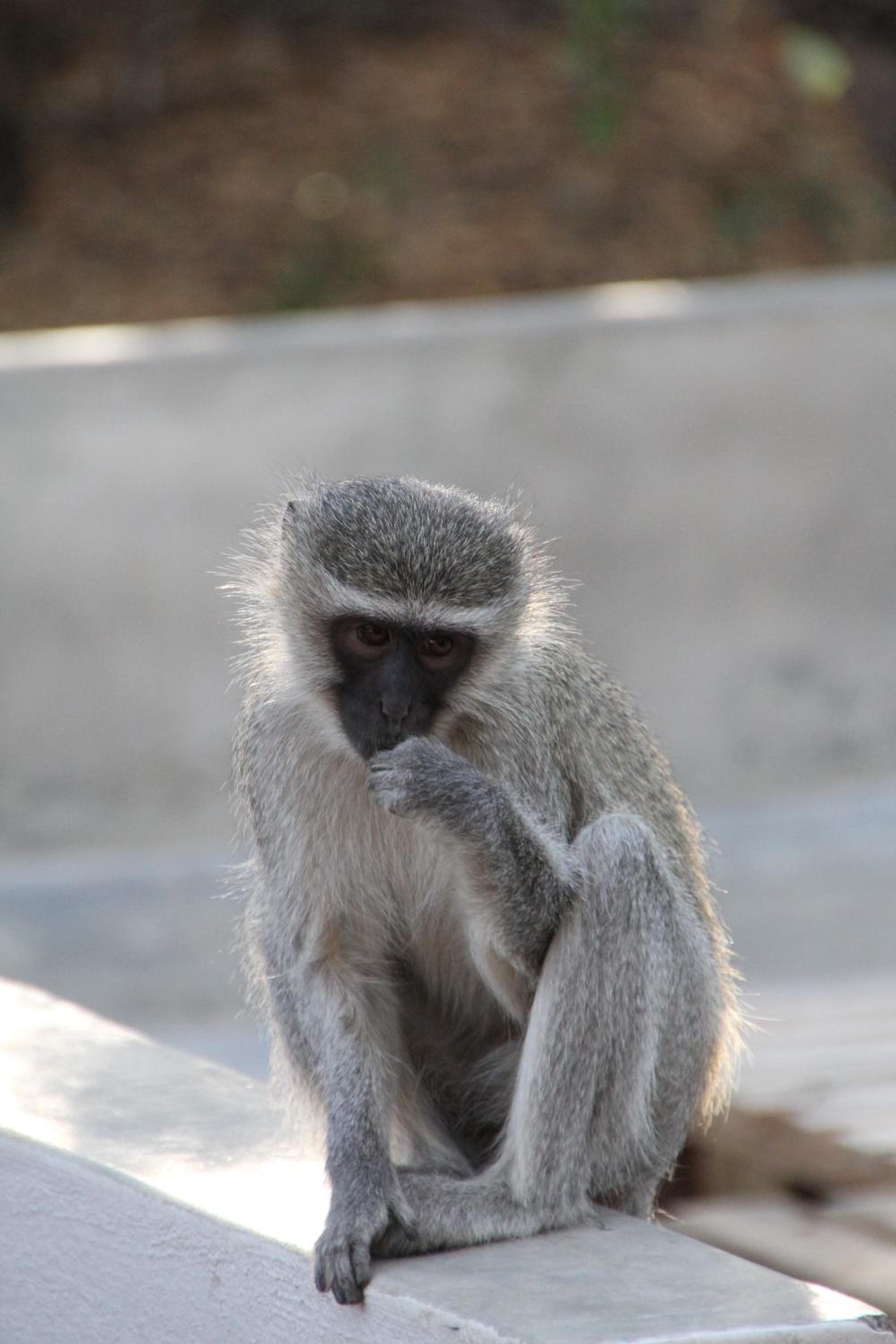InniBos Marloth Park