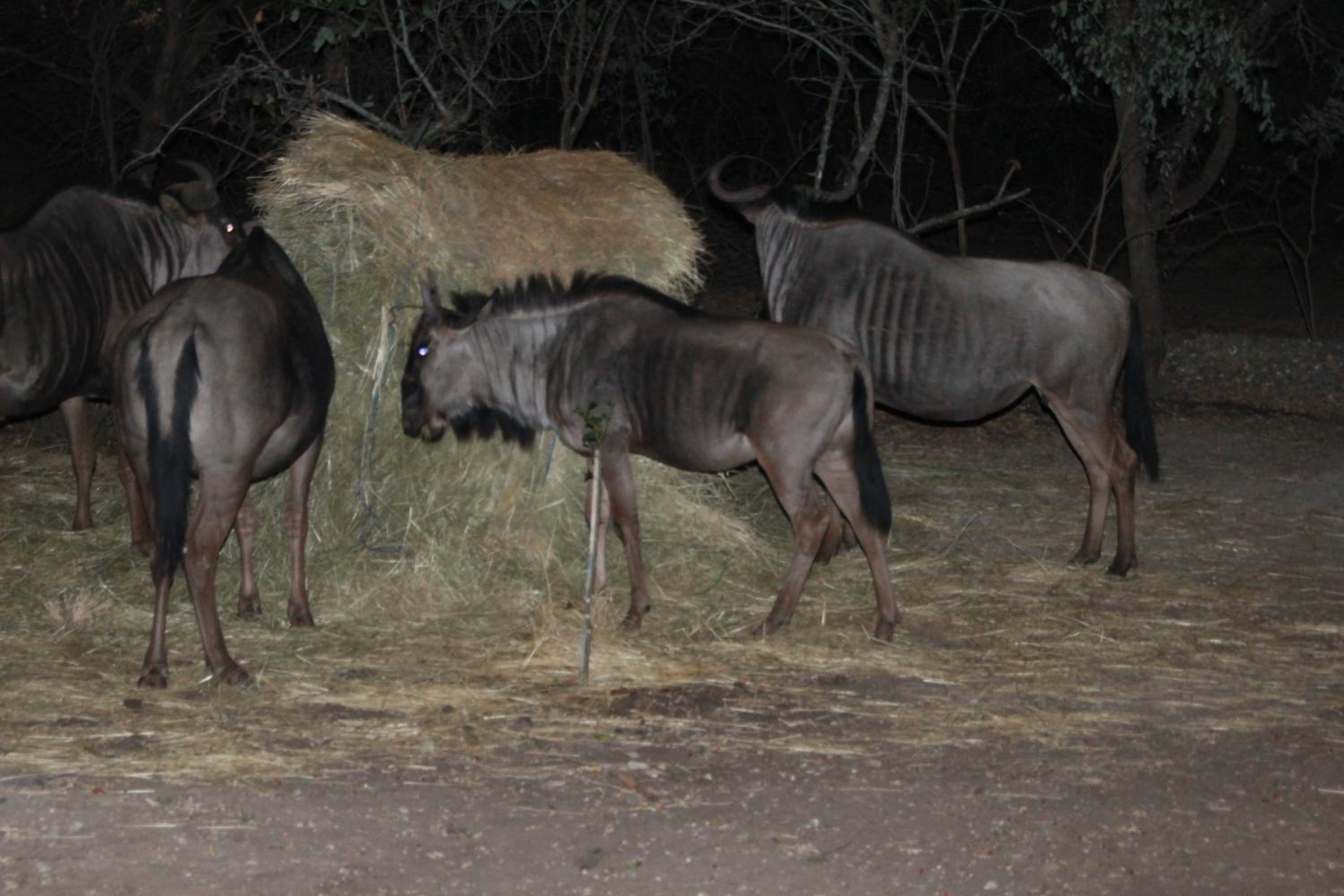 InniBos Marloth Park