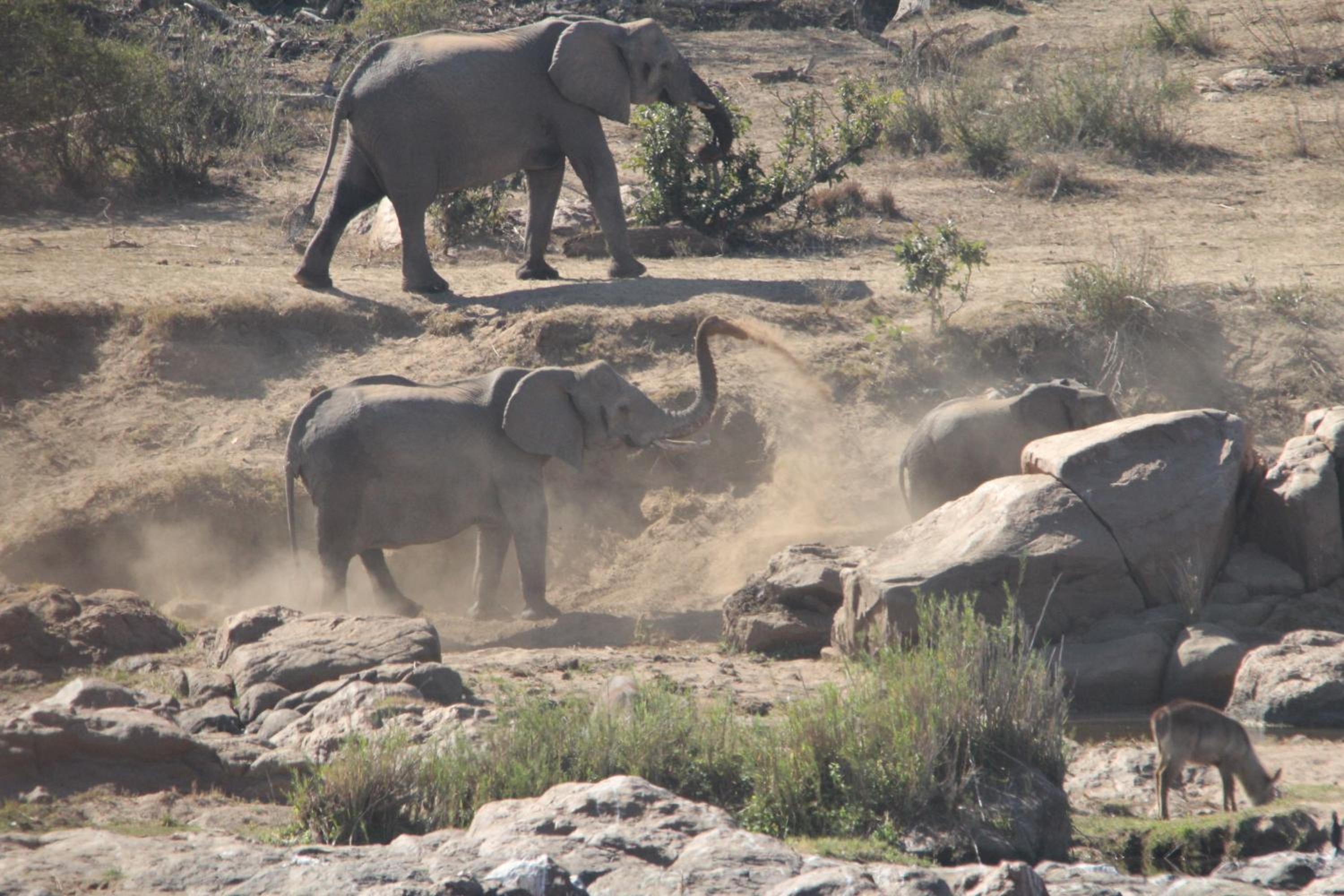 InniBos Marloth Park