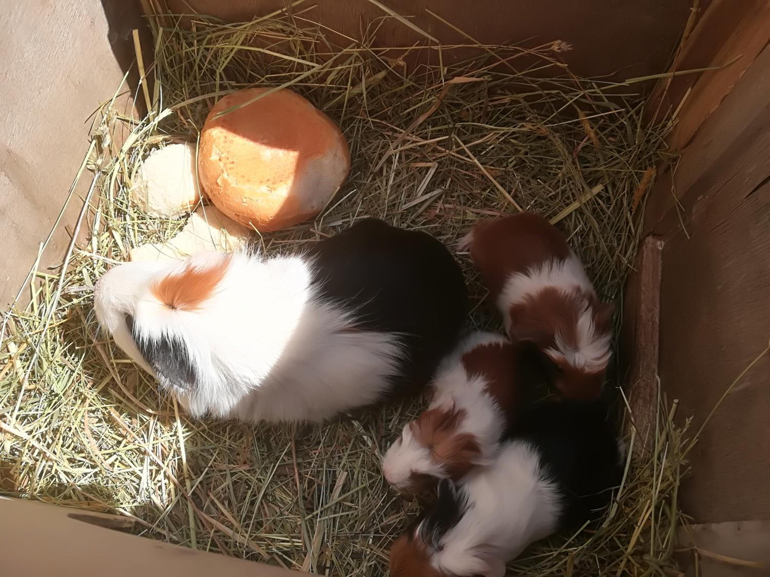 Ferienwohnung Grubinger