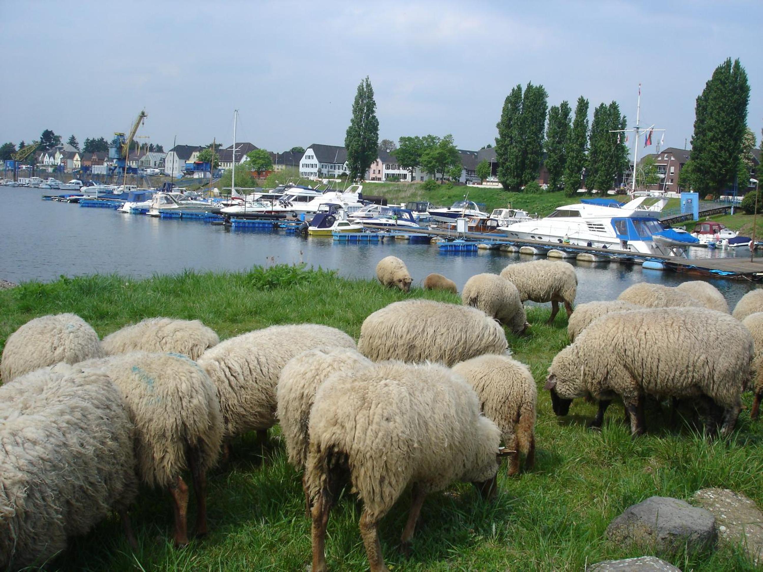 Rhein River Guesthouse - direkt am Rhein