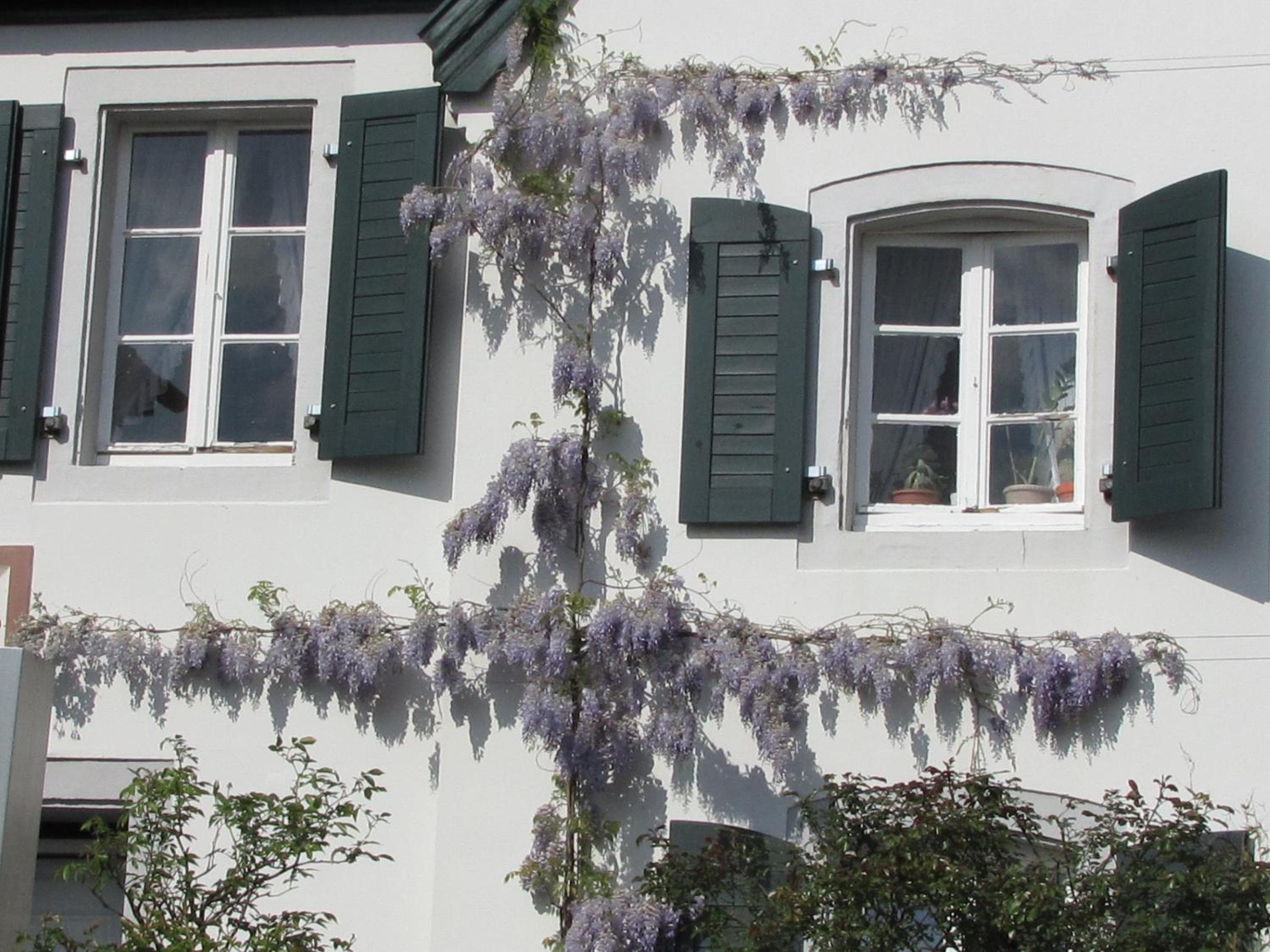 Rhein River Guesthouse - direkt am Rhein
