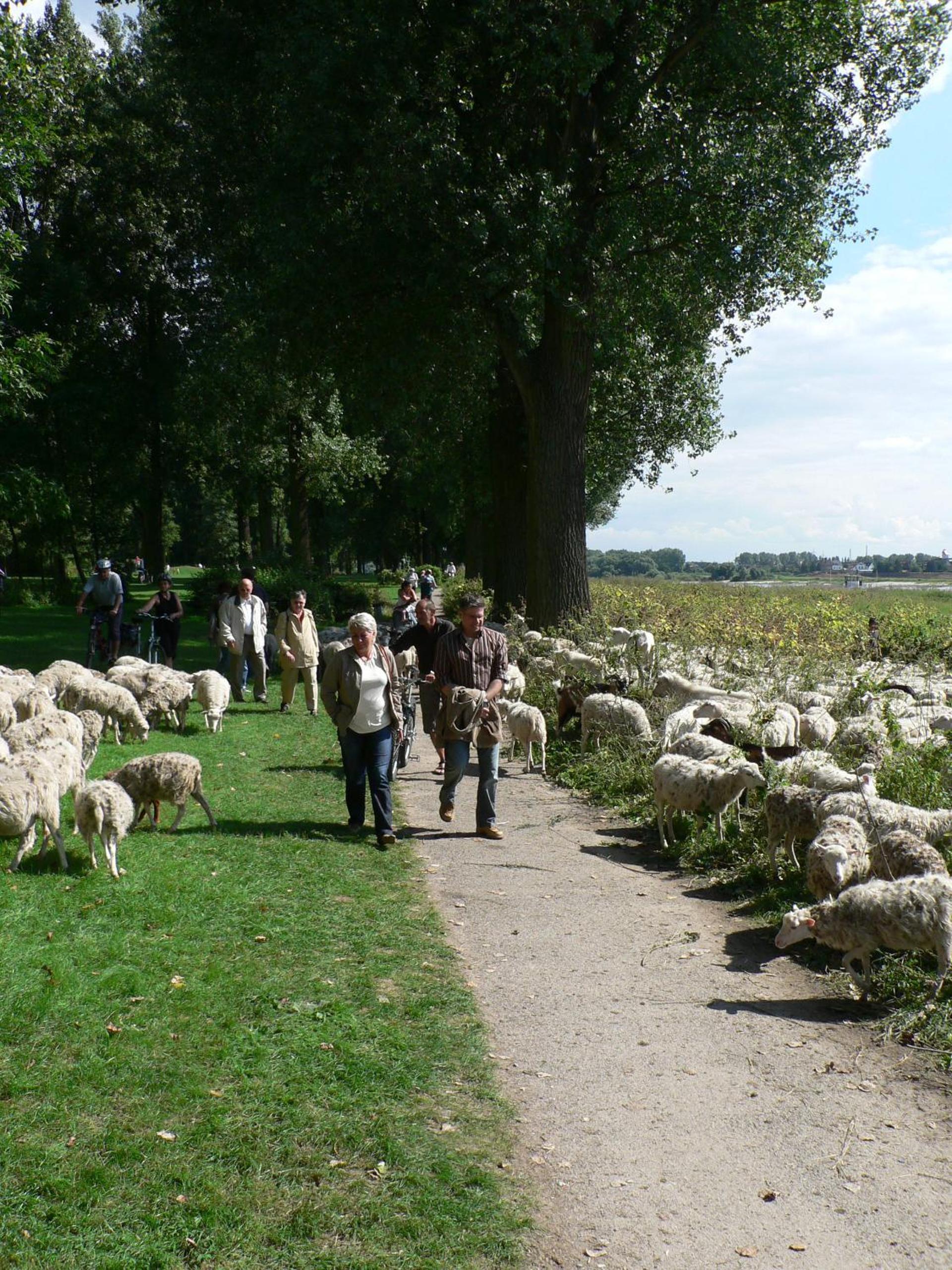Rhein River Guesthouse - direkt am Rhein