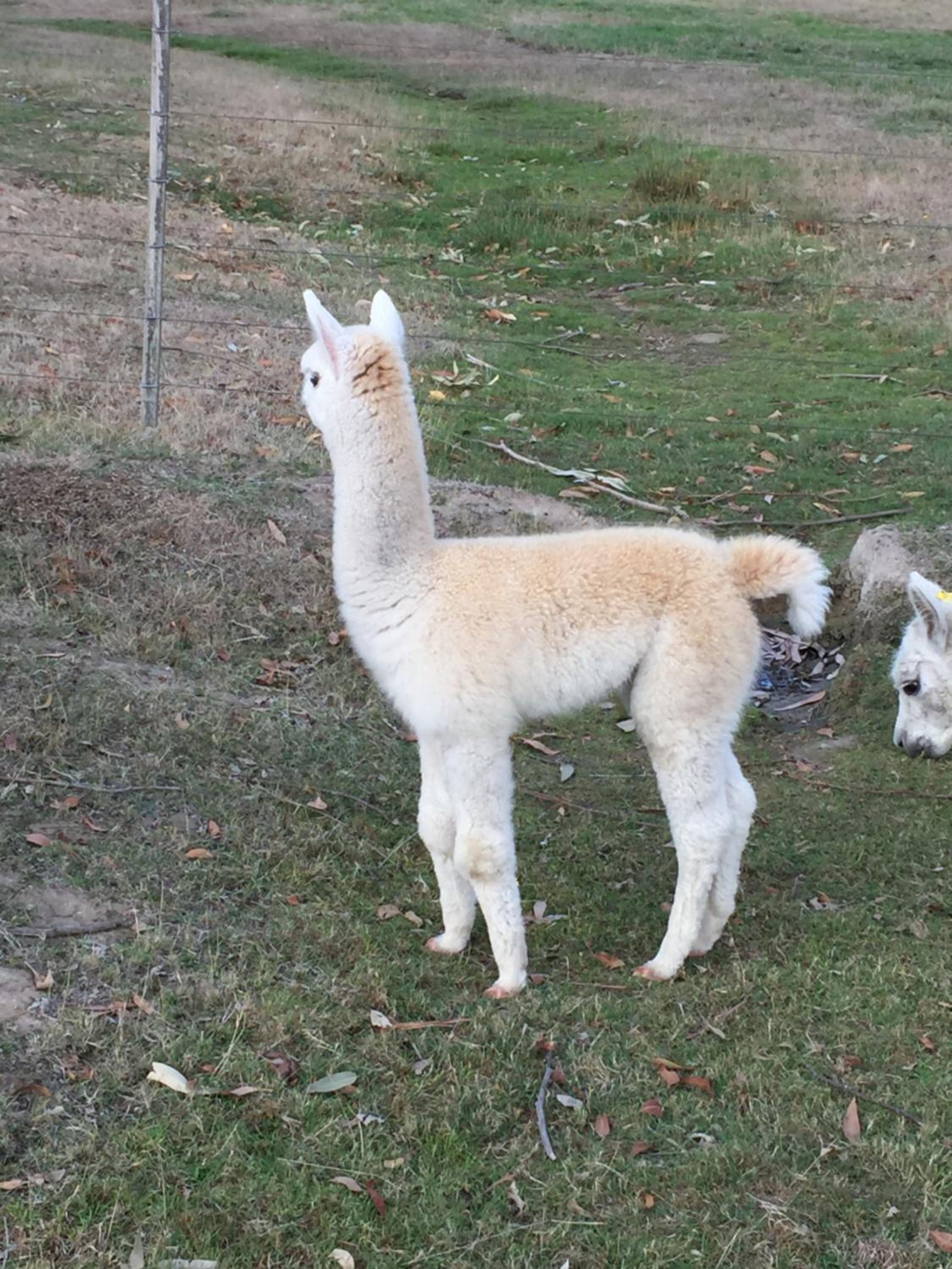 Raynella Alpaca Farmstay